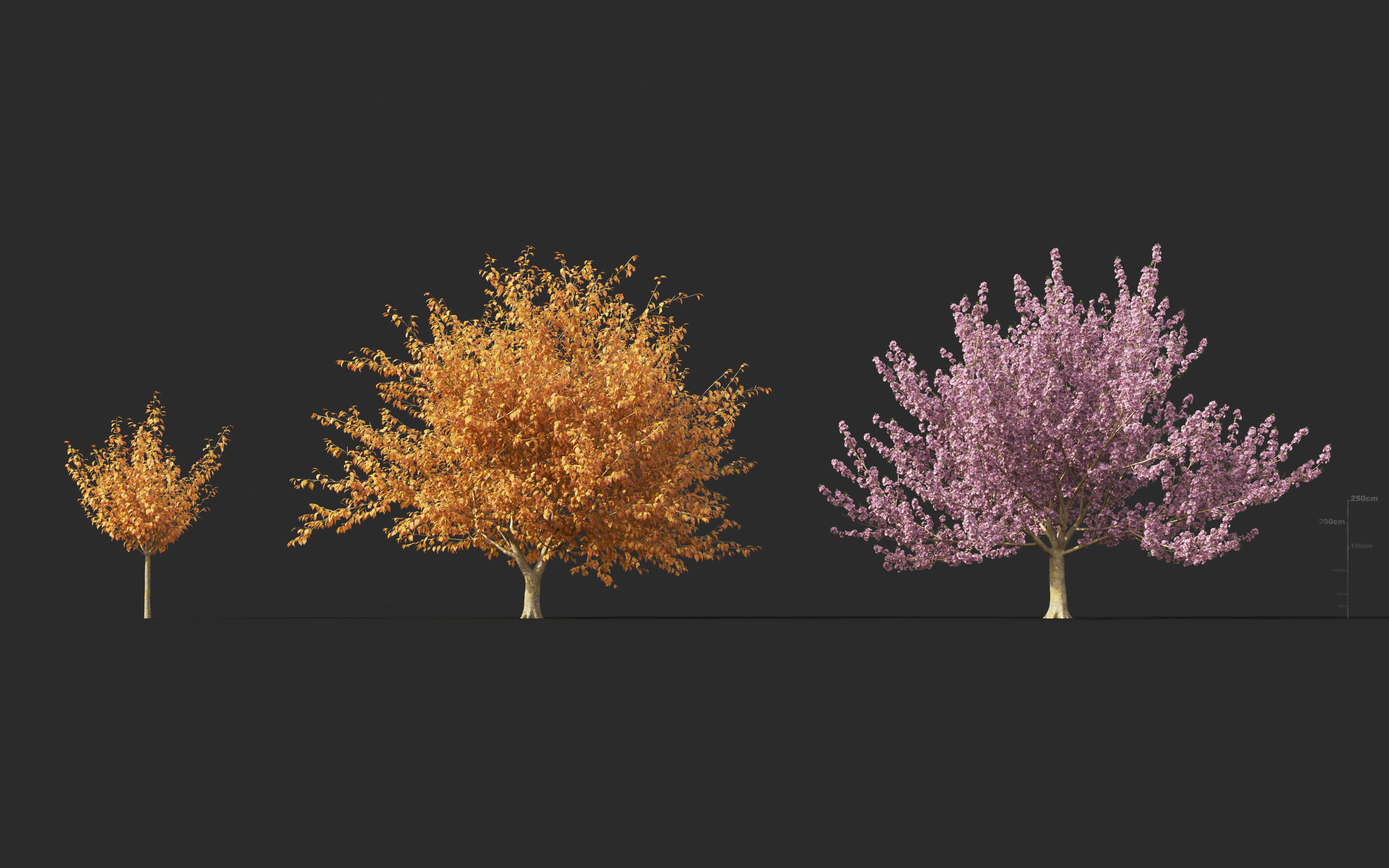 Japanese plants - Include GrowFX and Mesh file  3D model_23