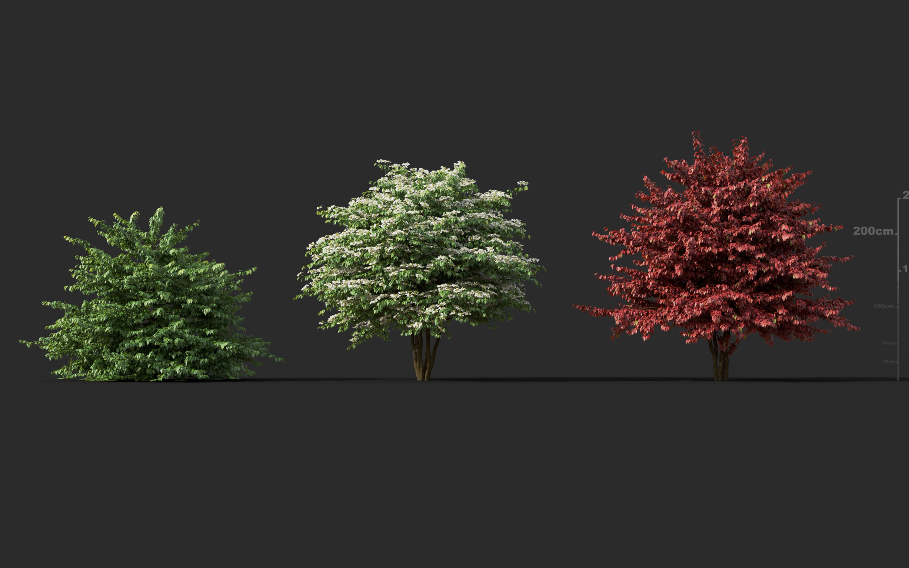 Japanese plants - Include GrowFX and Mesh file  3D model_27