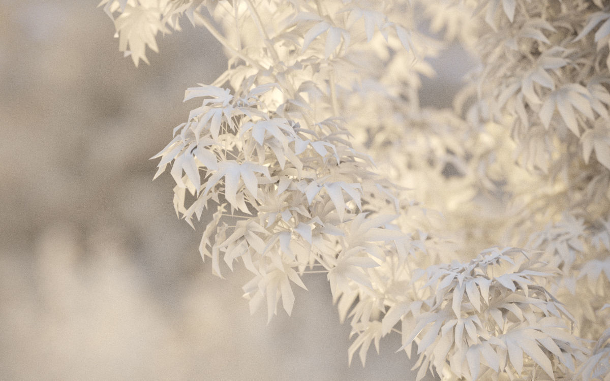 Japanese plants - Include GrowFX and Mesh file  3D model_30