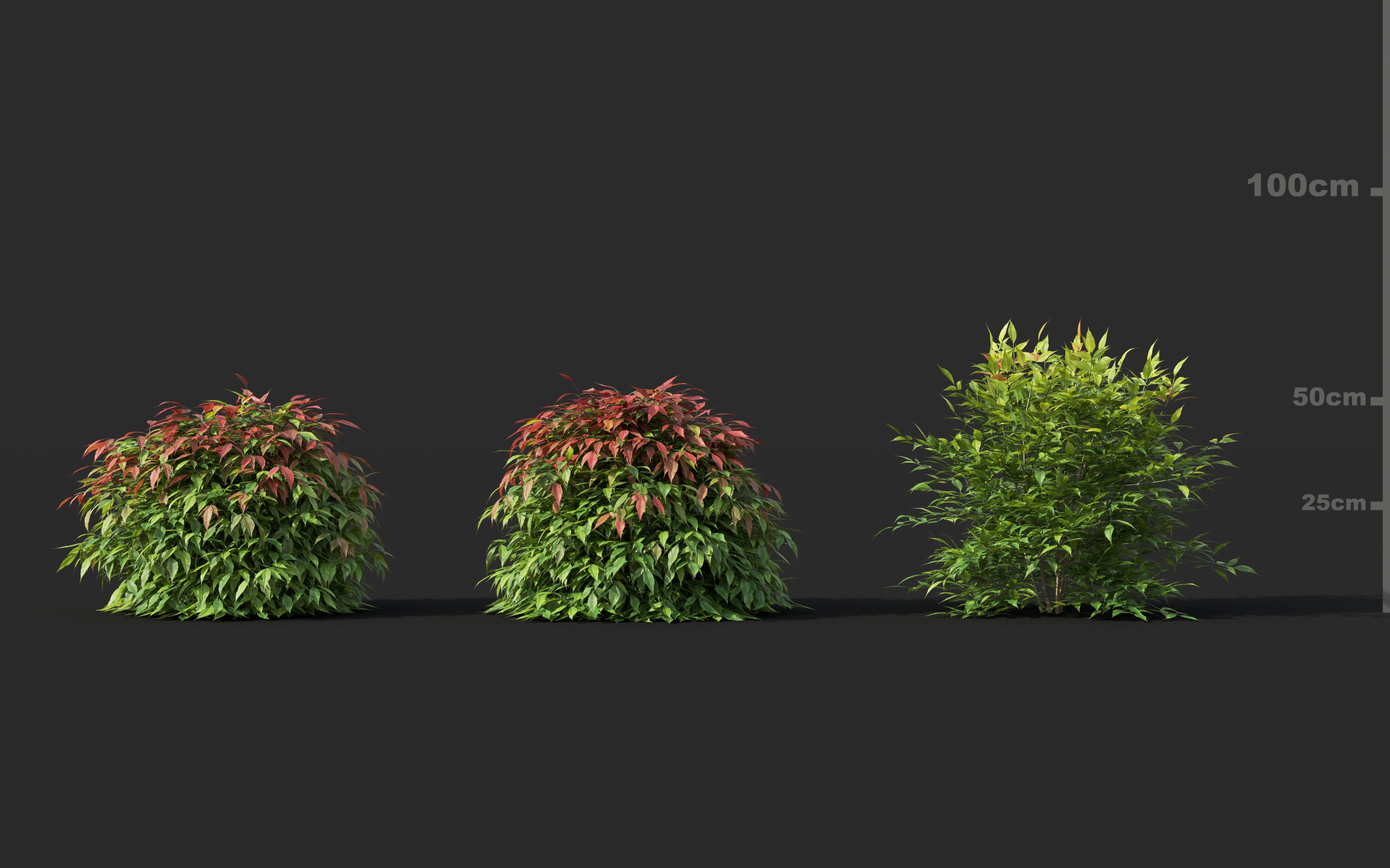 Japanese plants - Include GrowFX and Mesh file  3D model_20