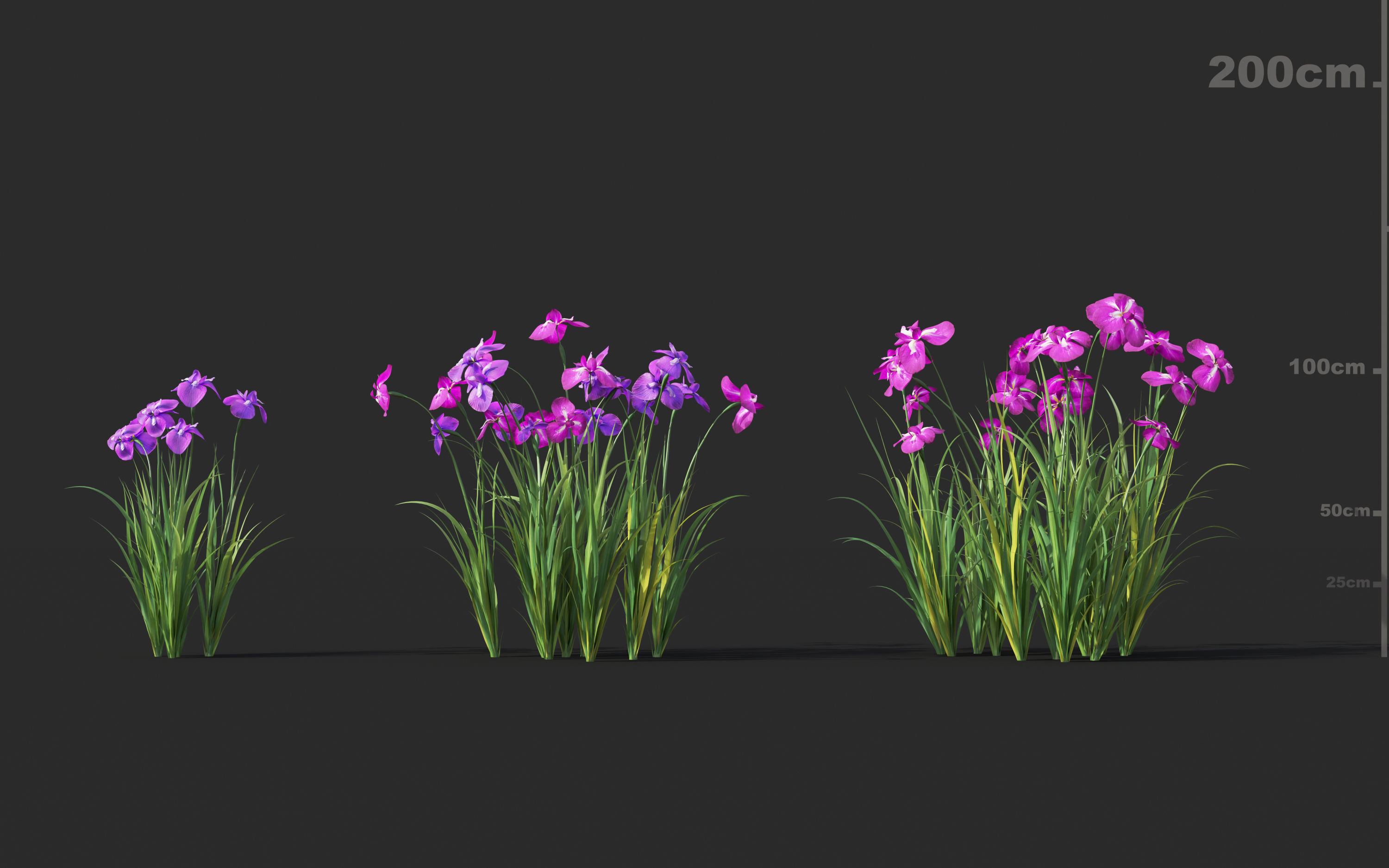 Japanese plants - Include GrowFX and Mesh file  3D model_14