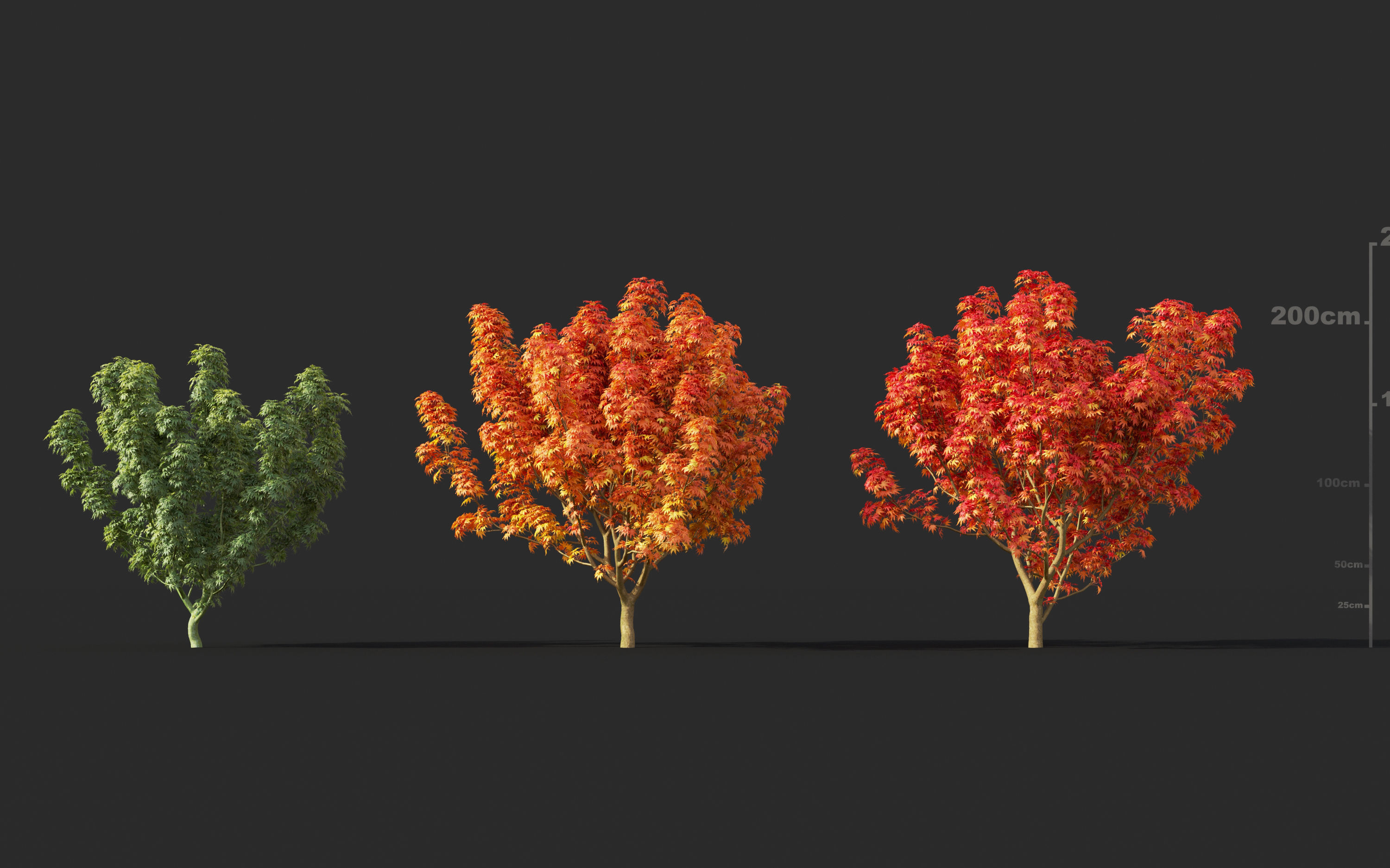 Japanese plants - Include GrowFX and Mesh file  3D model_18