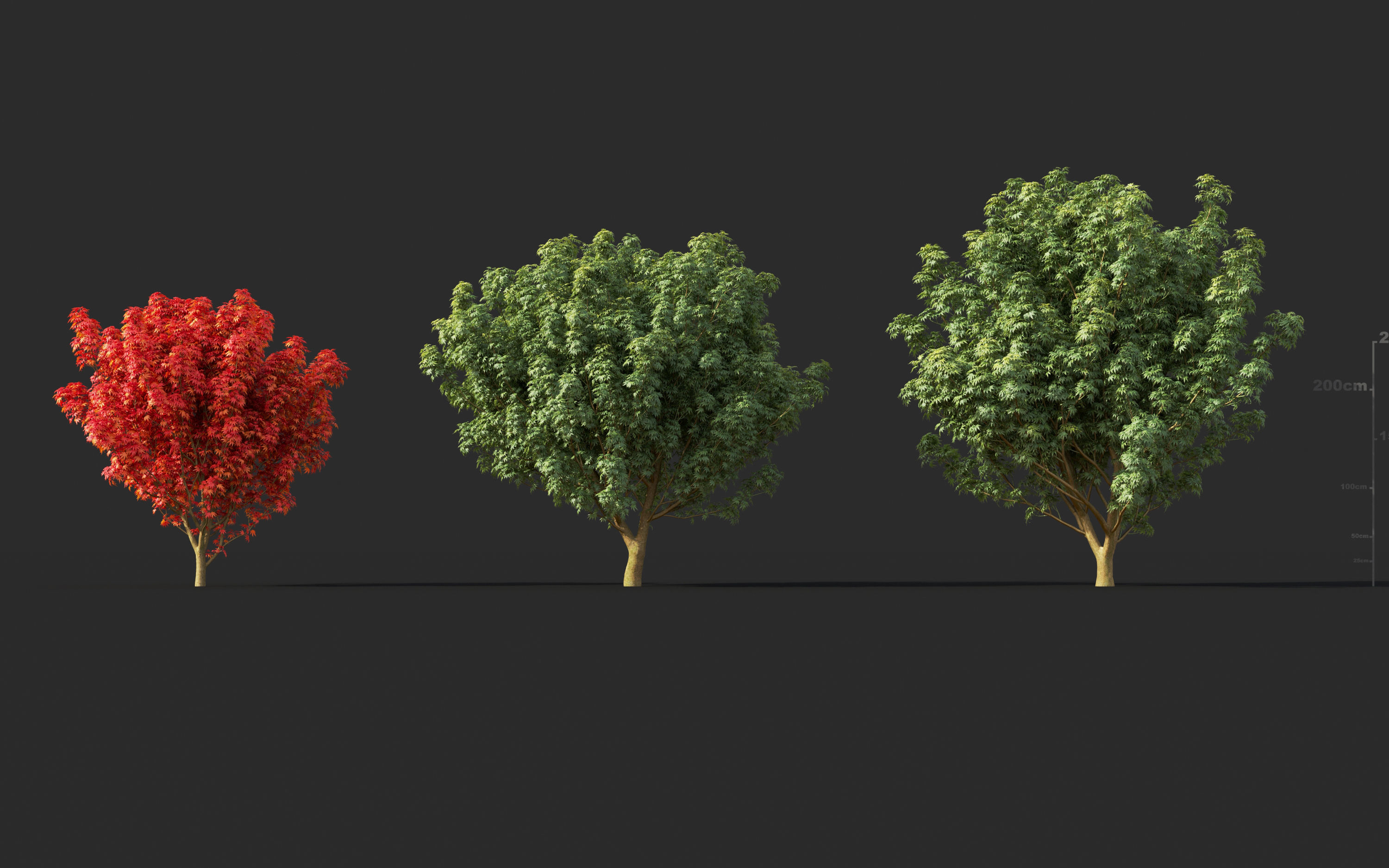 Japanese plants - Include GrowFX and Mesh file  3D model_19