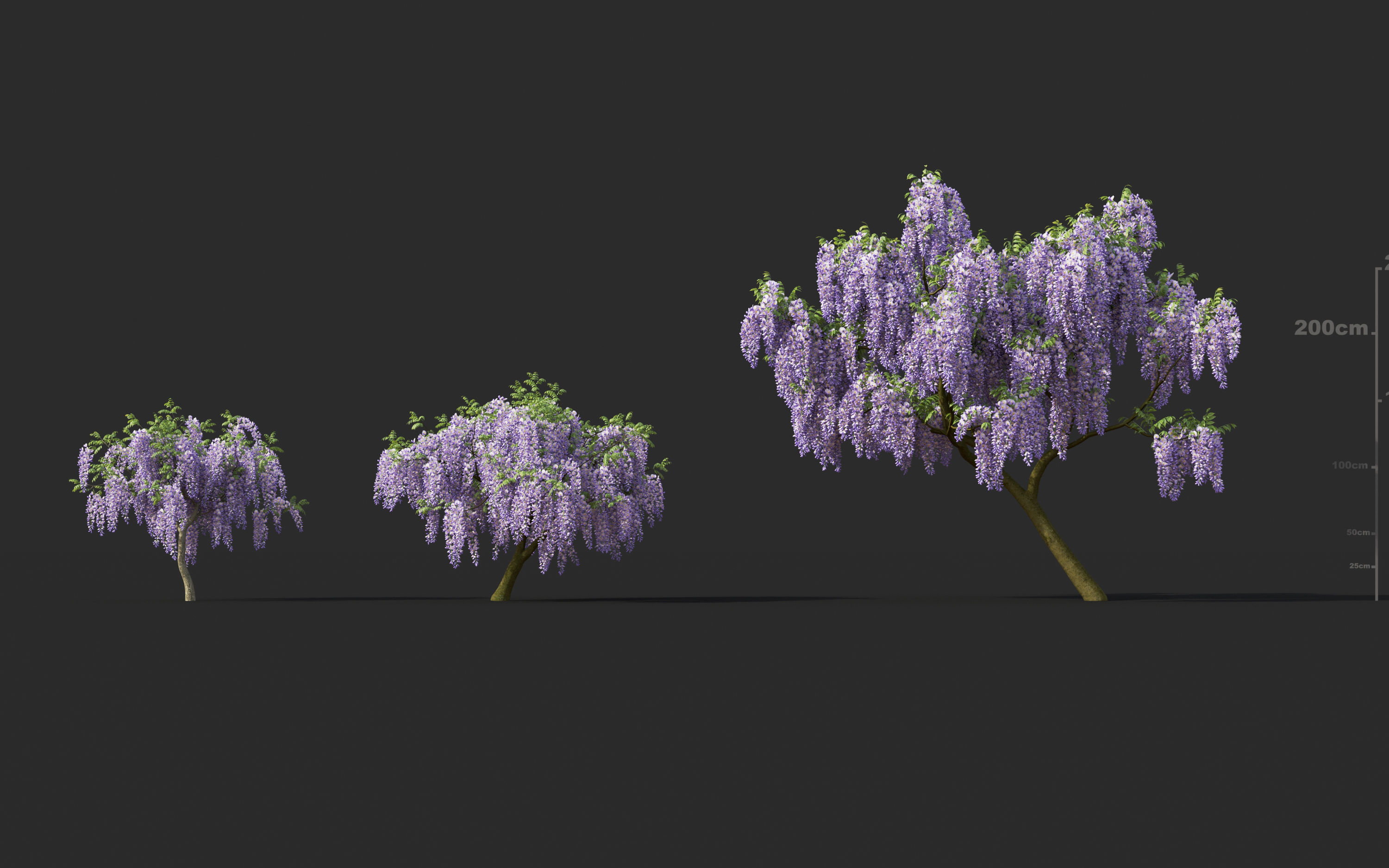 Japanese plants - Include GrowFX and Mesh file  3D model_28