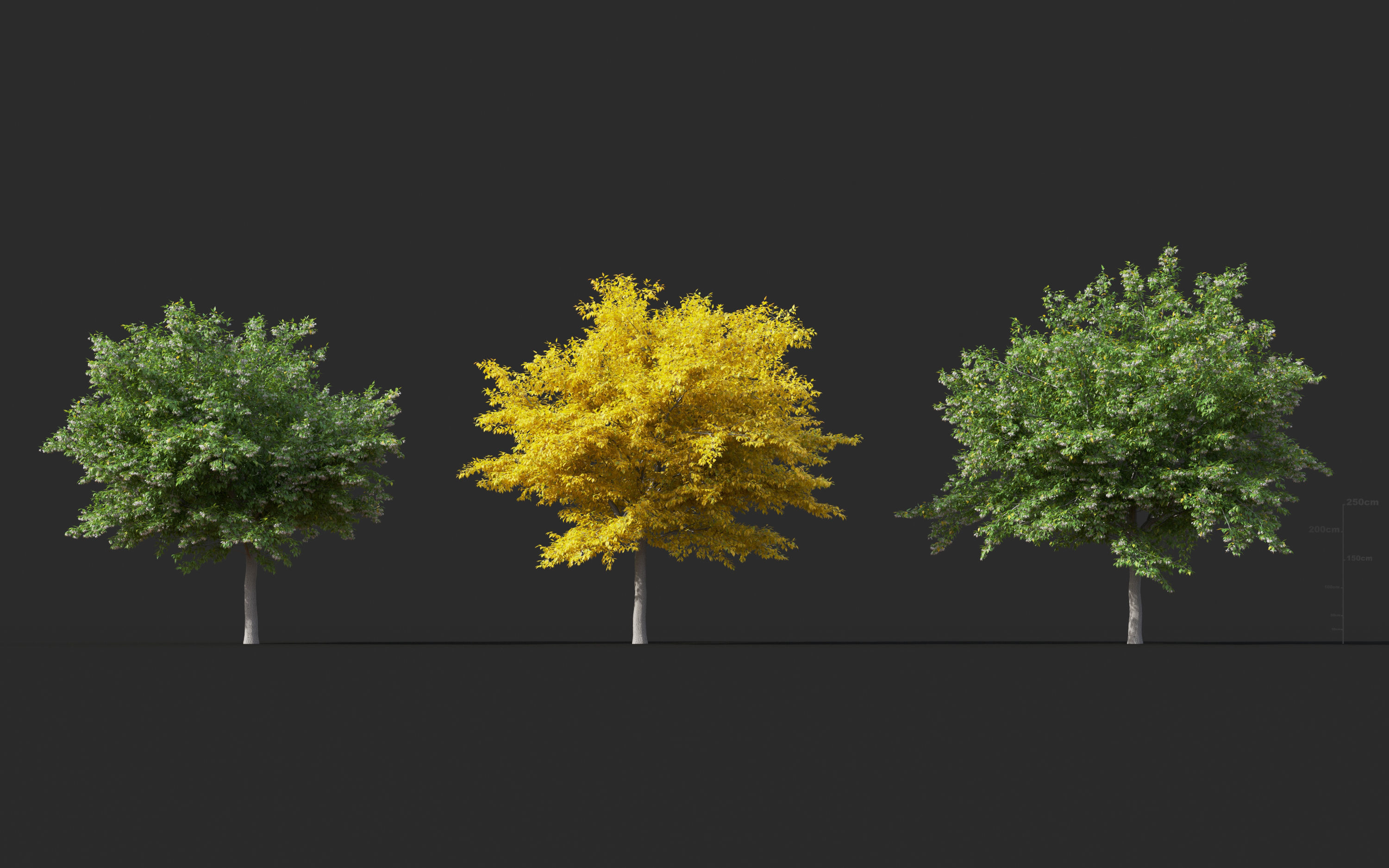 Japanese plants - Include GrowFX and Mesh file  3D model_25