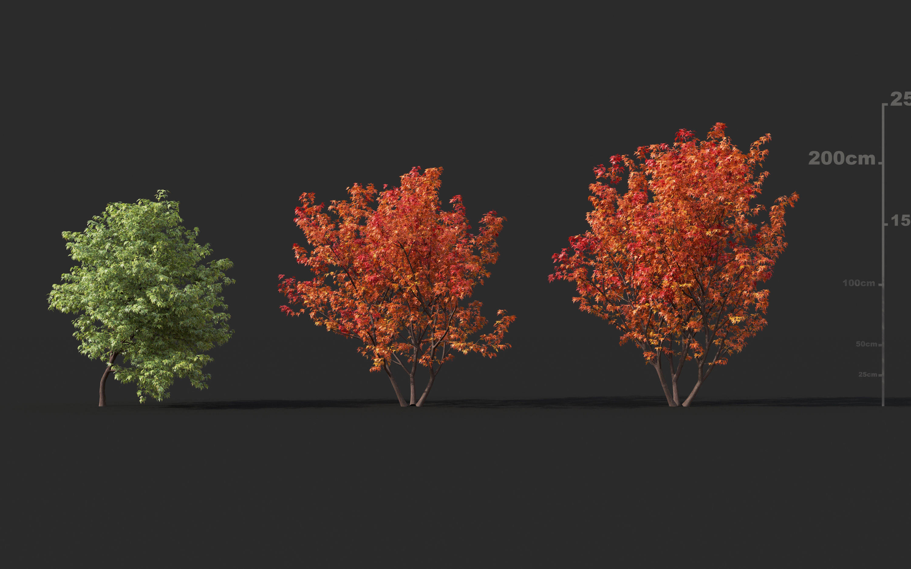 Japanese plants - Include GrowFX and Mesh file  3D model_11