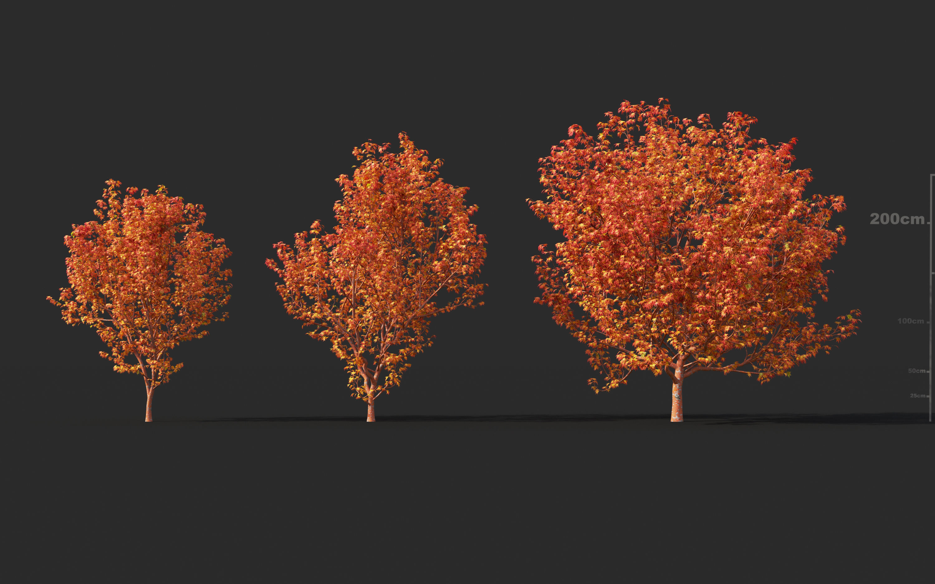 Japanese plants - Include GrowFX and Mesh file  3D model_7
