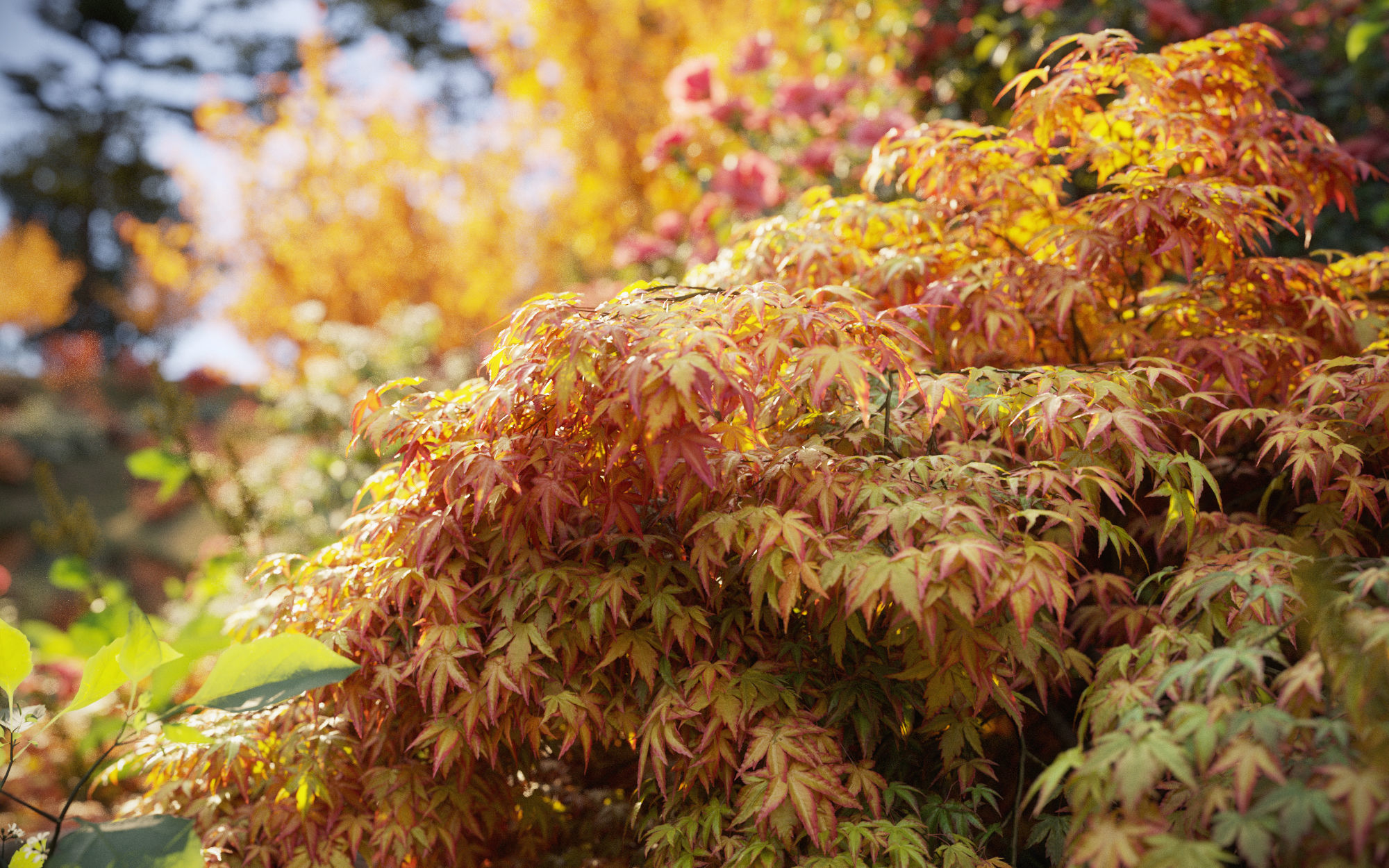 Japanese plants - Include GrowFX and Mesh file  3D model_3