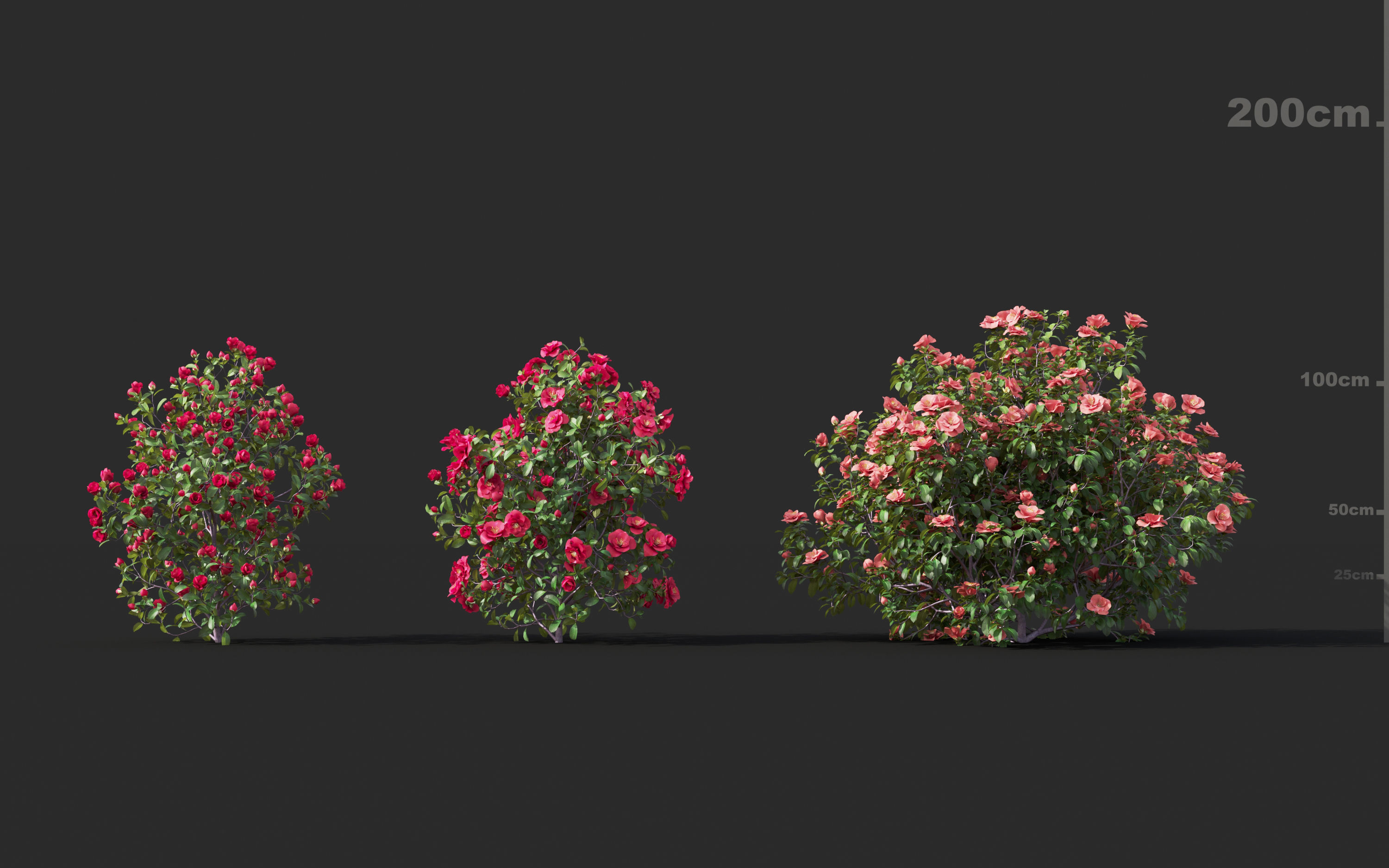 Japanese plants - Include GrowFX and Mesh file  3D model_12