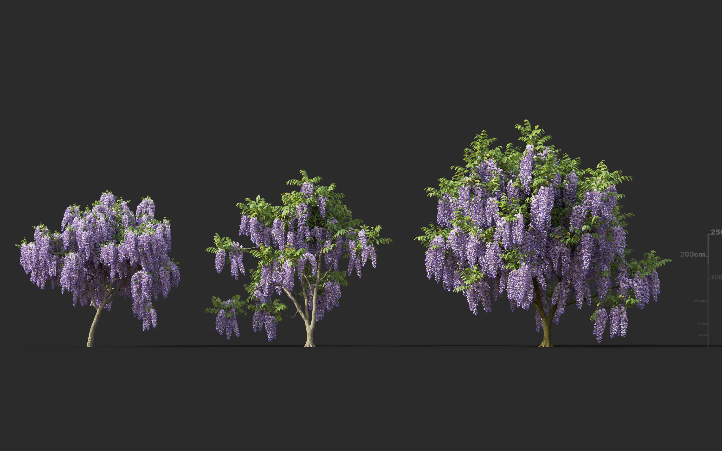 Japanese plants - Include GrowFX and Mesh file  3D model_29