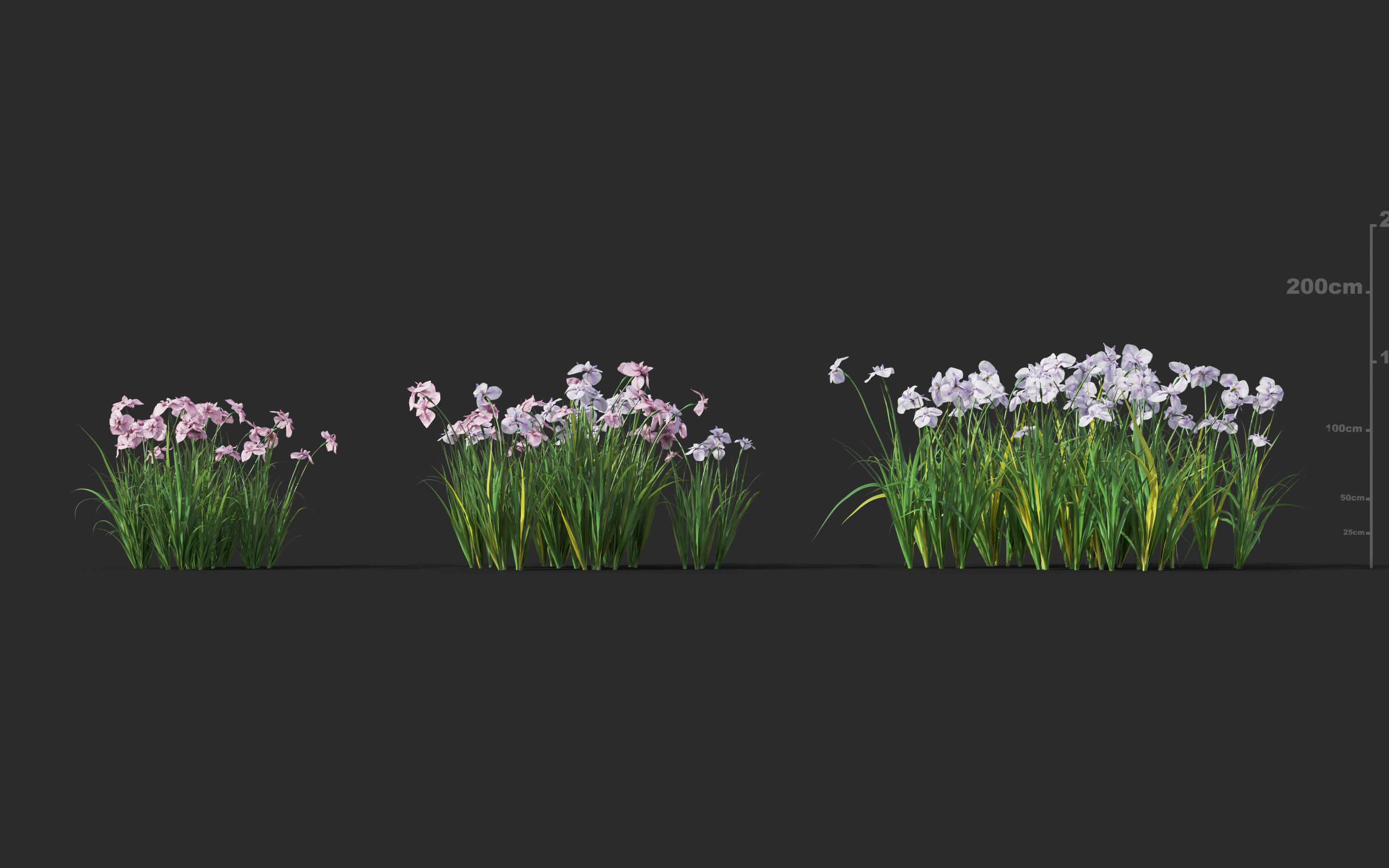 Japanese plants - Include GrowFX and Mesh file  3D model_15