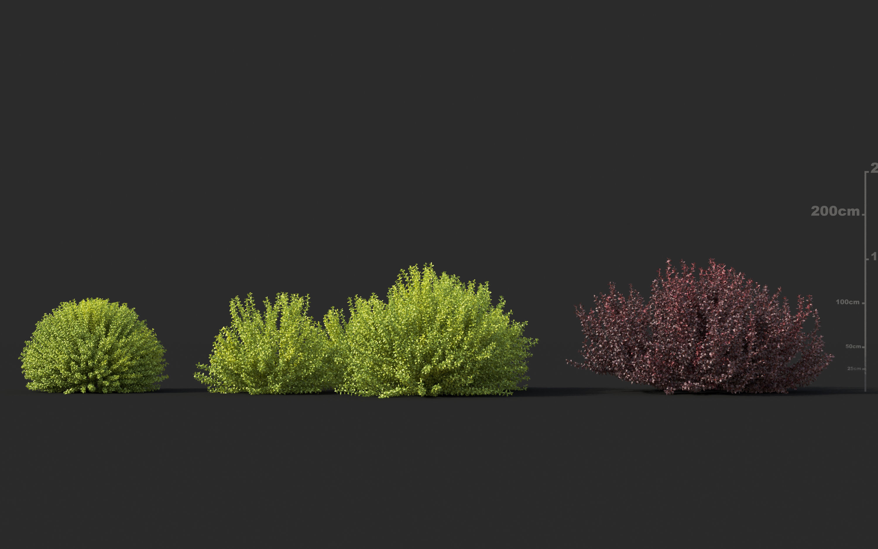 Japanese plants - Include GrowFX and Mesh file  3D model_8