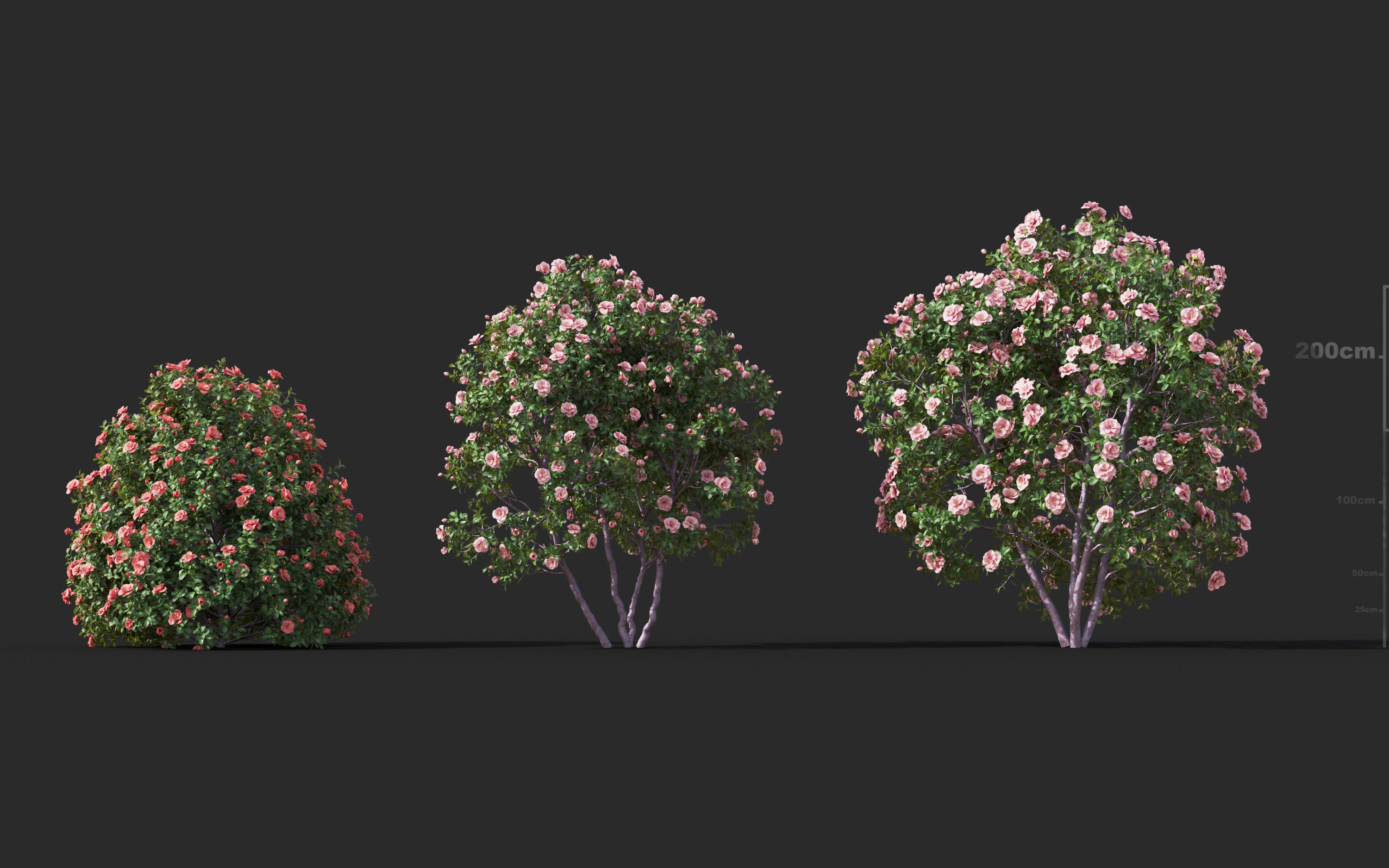 Japanese plants - Include GrowFX and Mesh file  3D model_13