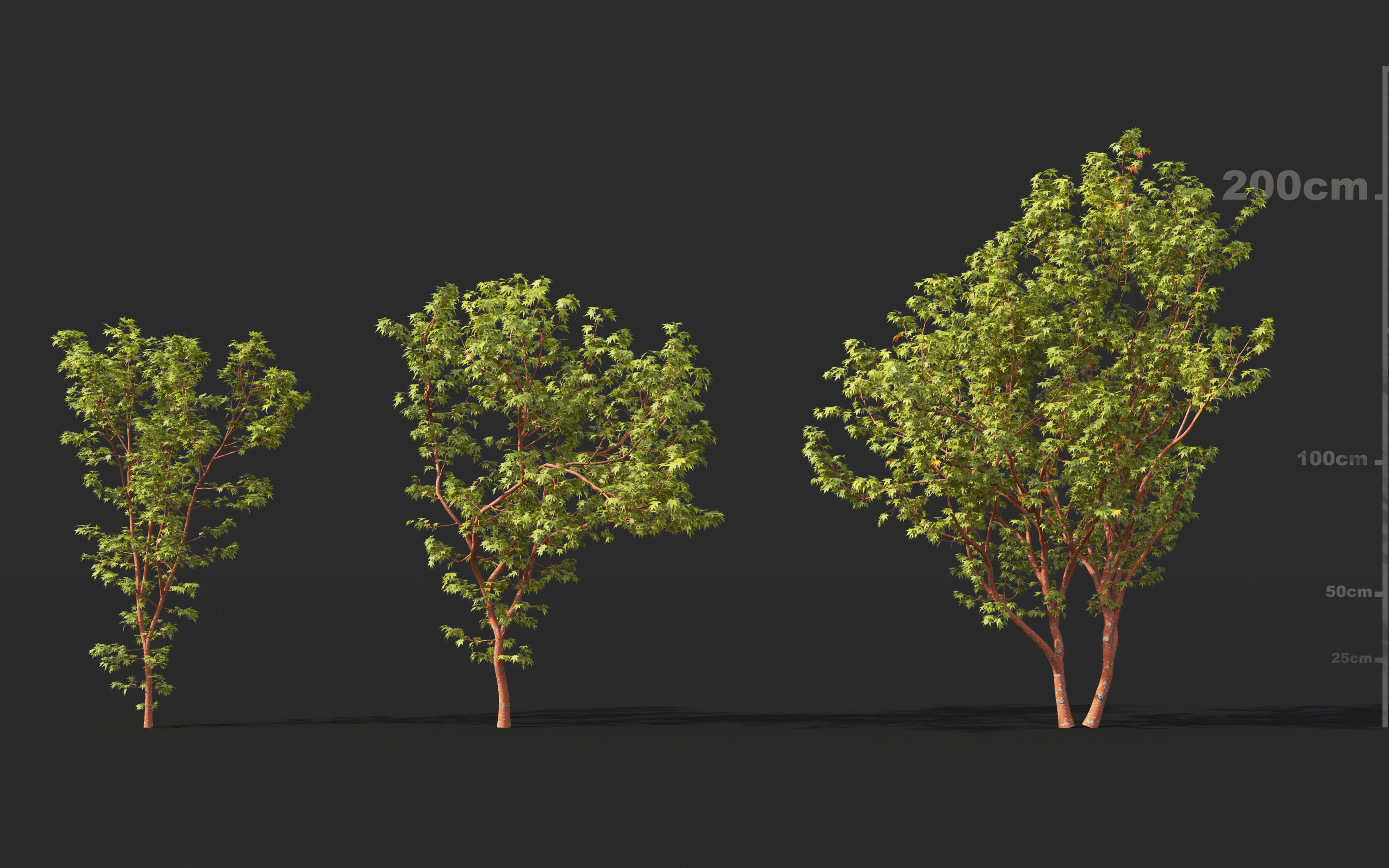 Japanese plants - Include GrowFX and Mesh file  3D model_6