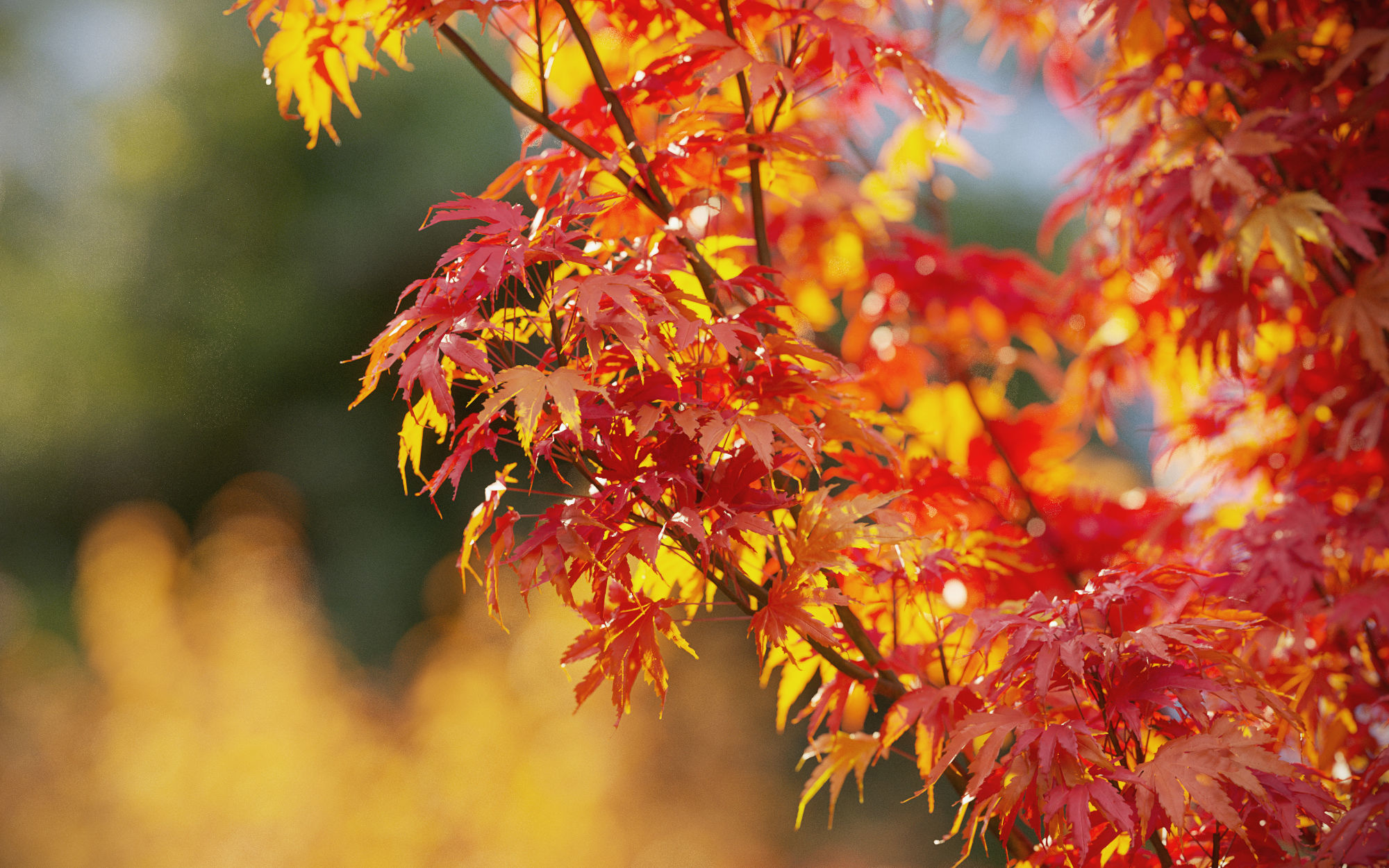 Japanese plants - Include GrowFX and Mesh file  3D model_2