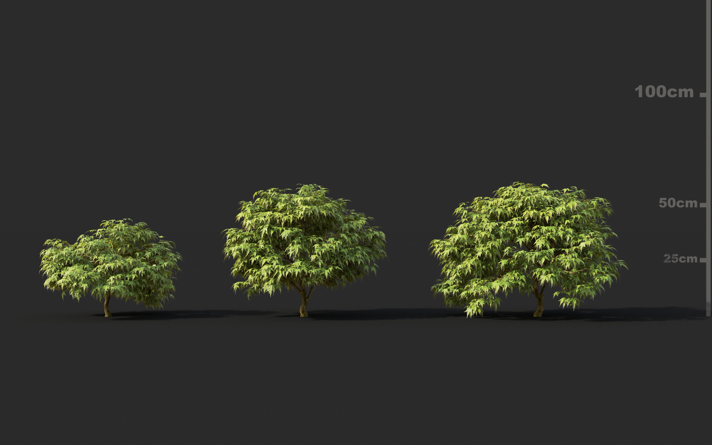 Japanese plants - Include GrowFX and Mesh file  3D model_16