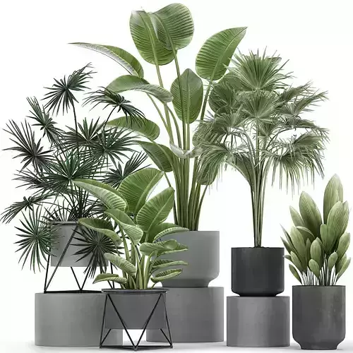Collection of decorative plants in flowerpots 756 3D model