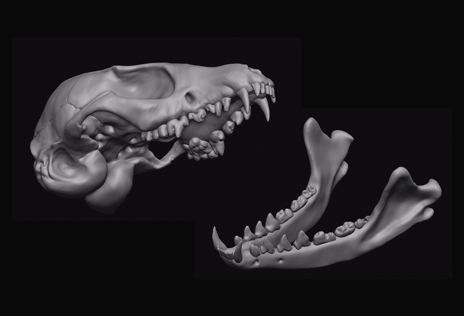 Fox Skull 3D model_3