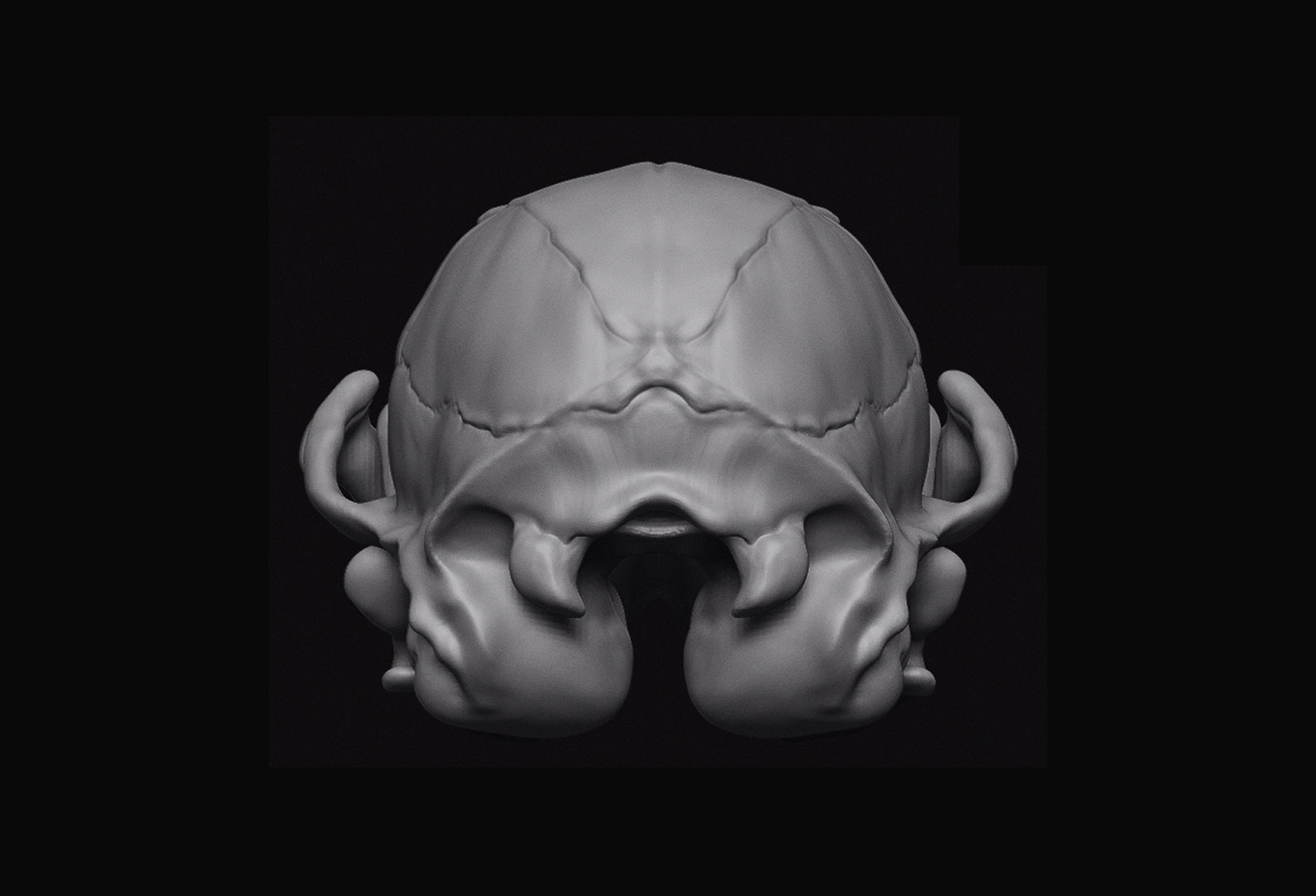 Fox Skull 3D model_7