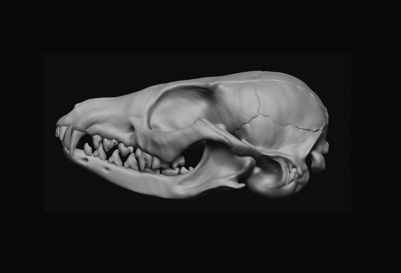 Fox Skull 3D model_5