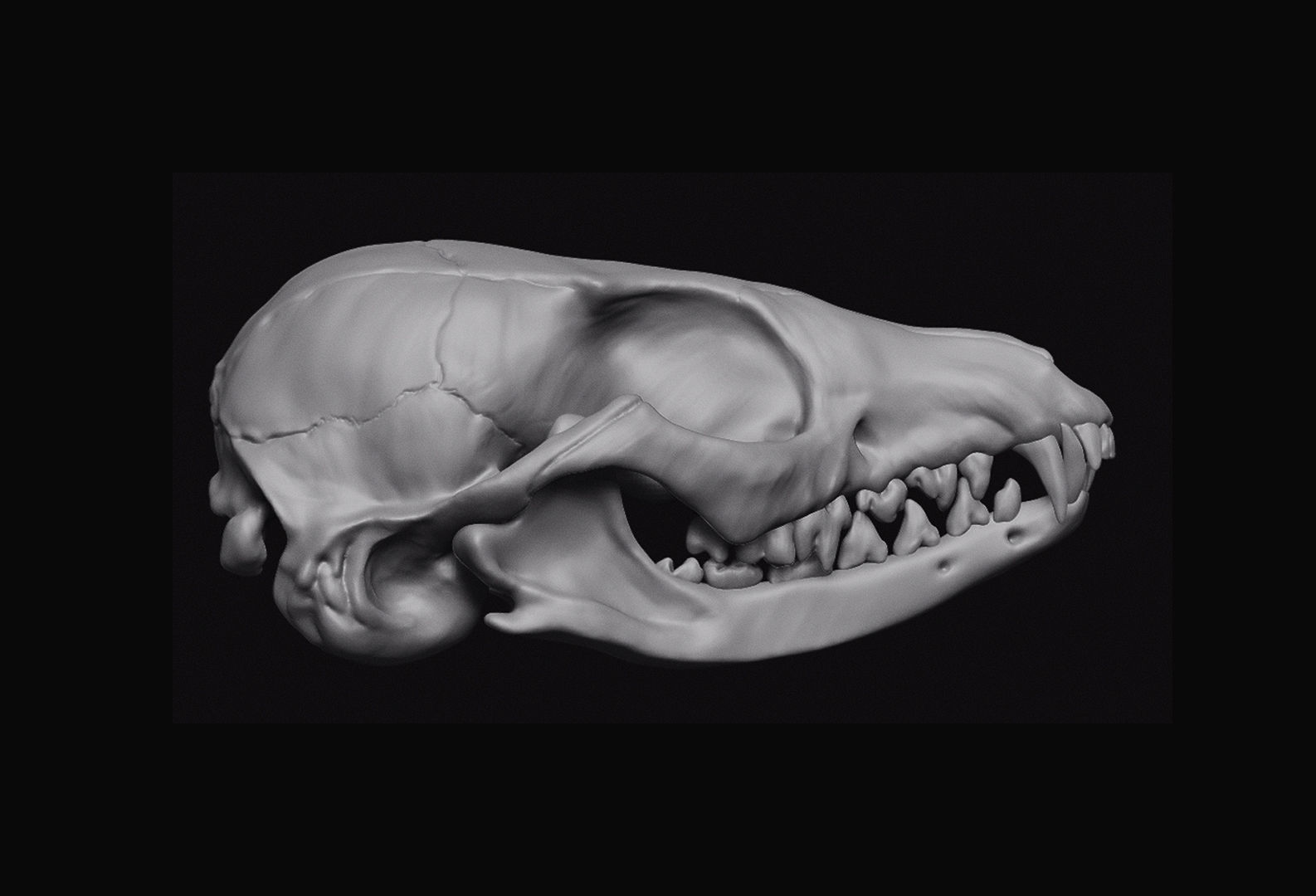 Fox Skull 3D model_4