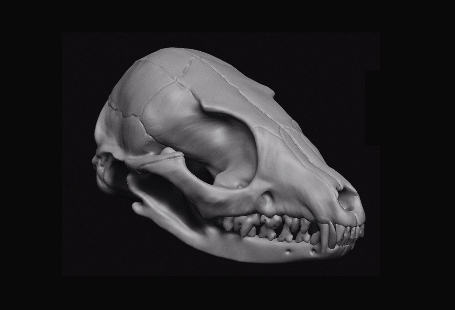 Fox Skull 3D model_1