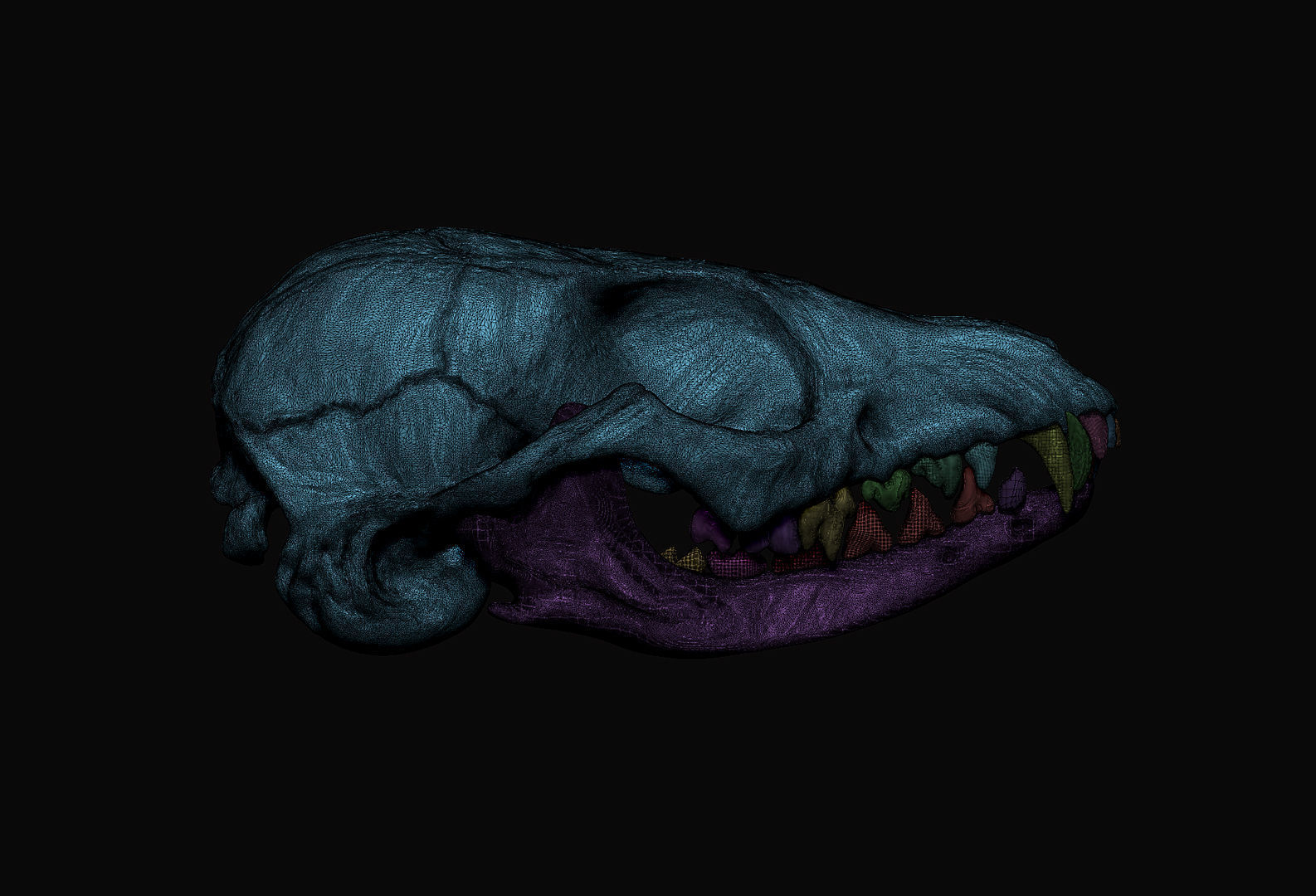 Fox Skull 3D model_8