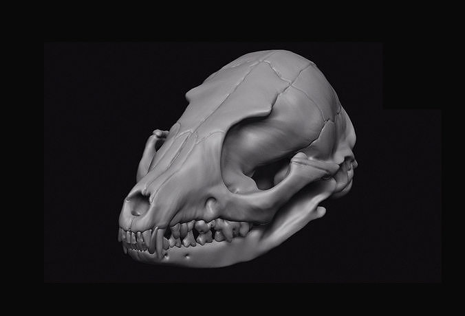 Fox Skull 3D model