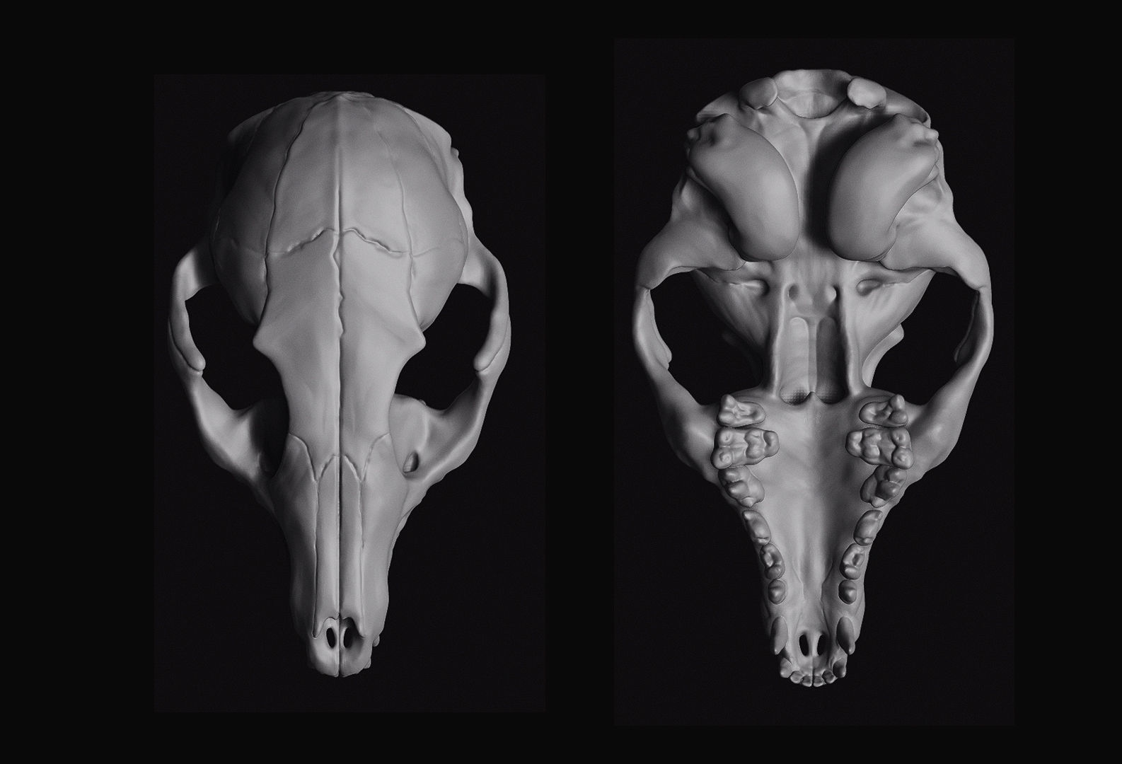 Fox Skull 3D model_2