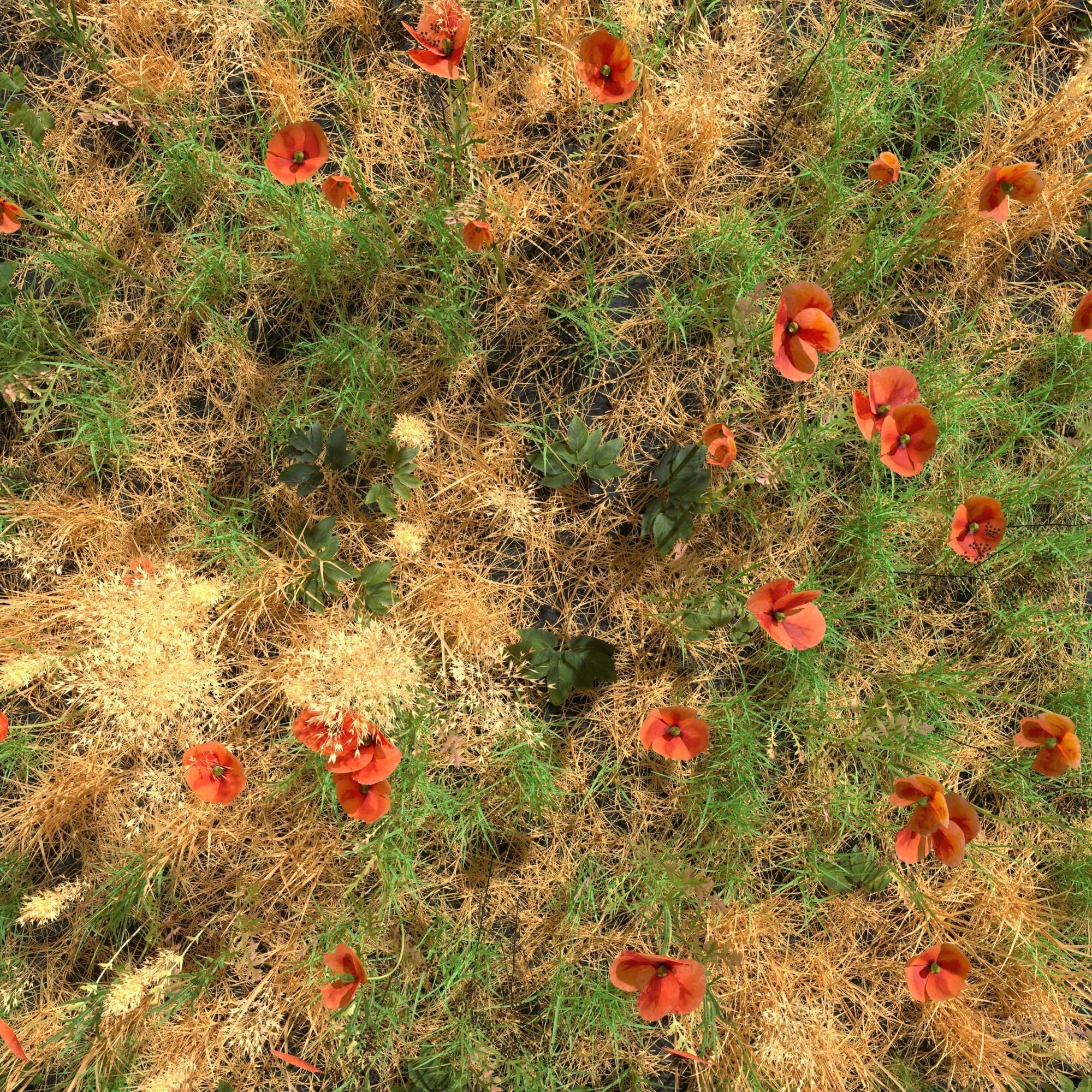 Poppy Meadow Patch and Free Gift 3D model_9
