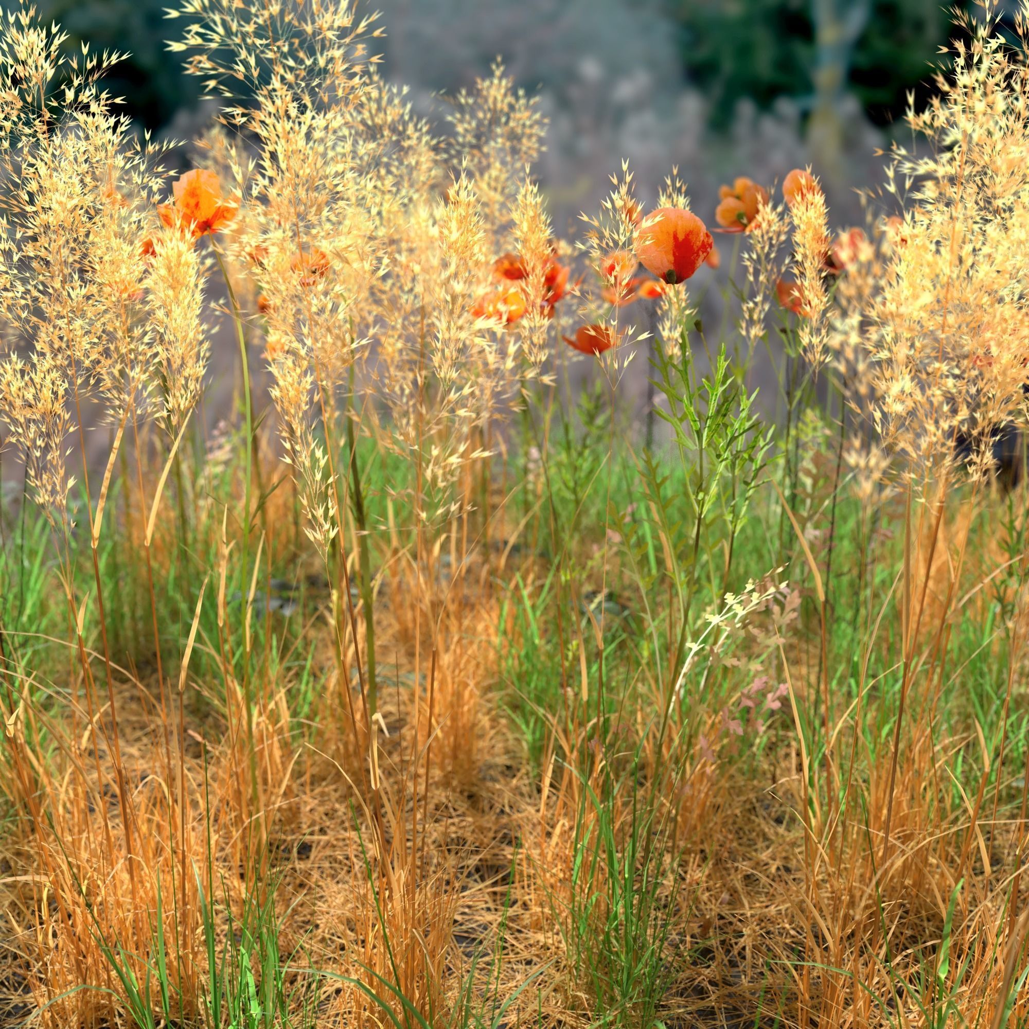Poppy Meadow Patch and Free Gift 3D model_1
