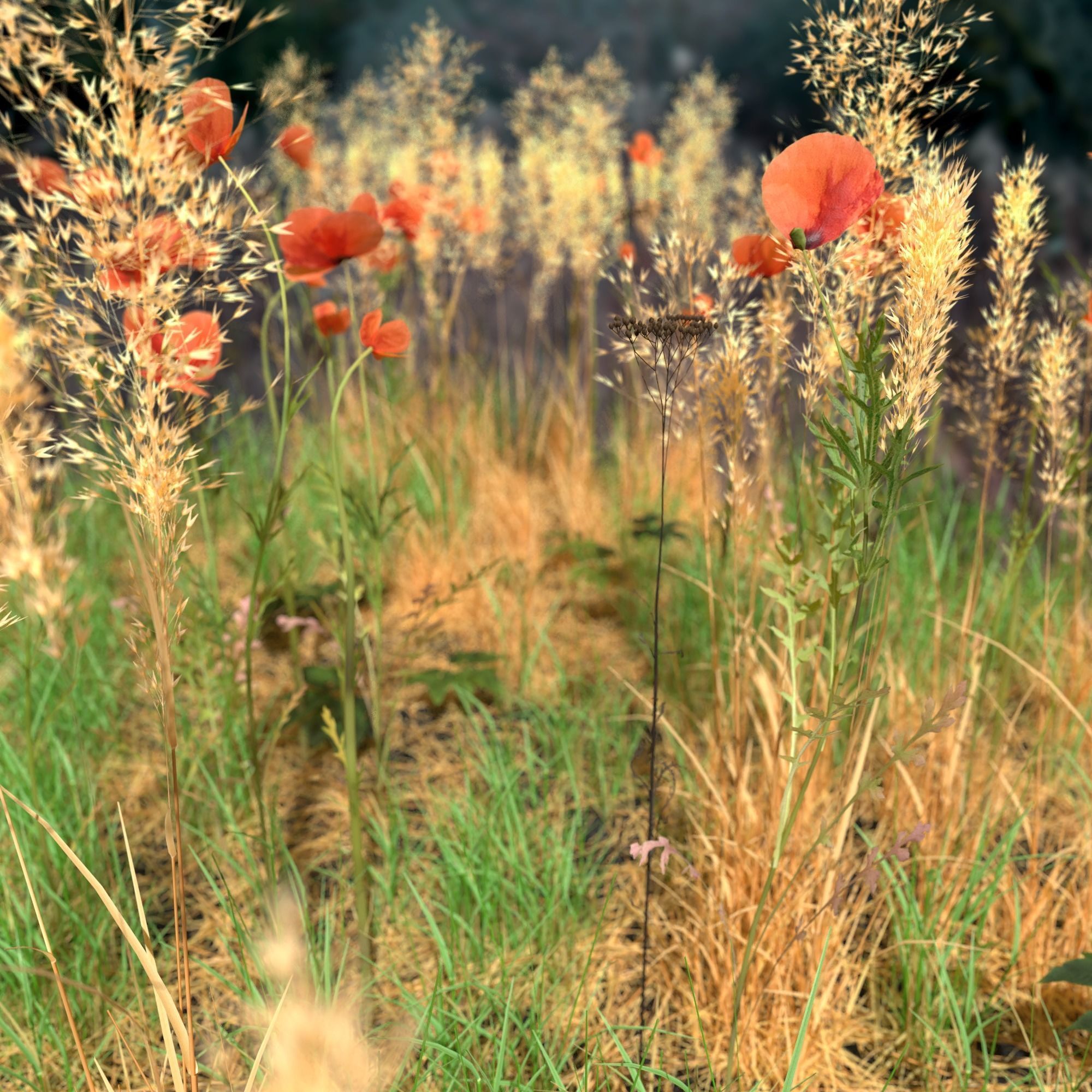 Poppy Meadow Patch and Free Gift 3D model_7