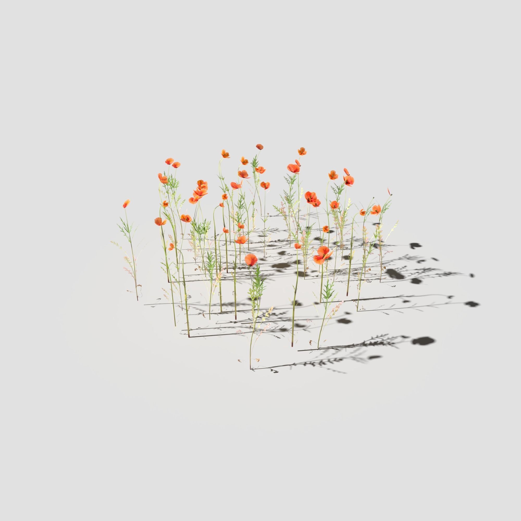 Poppy Meadow Patch and Free Gift 3D model_15