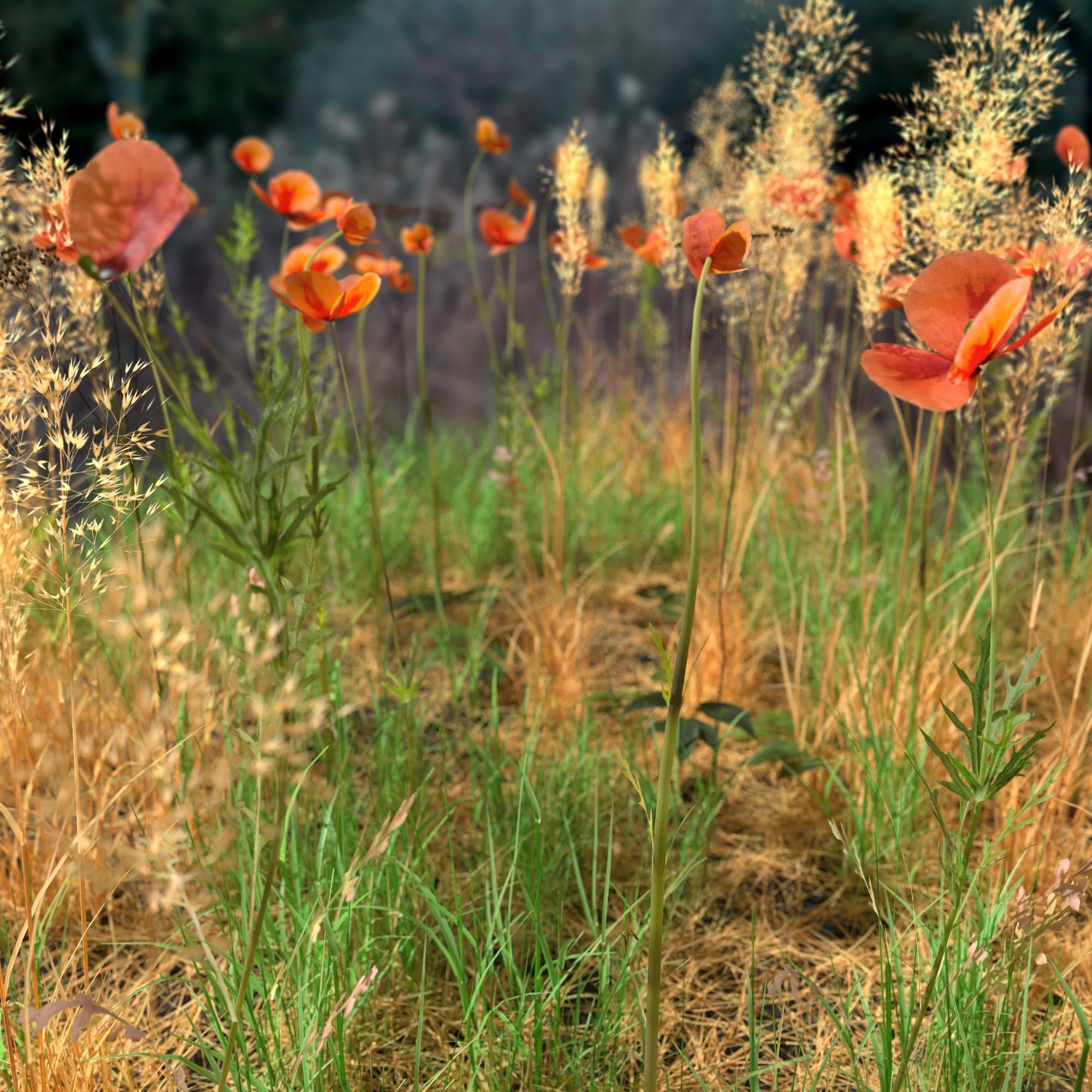 Poppy Meadow Patch and Free Gift 3D model_3
