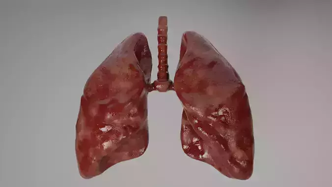 Lungs 3D model human