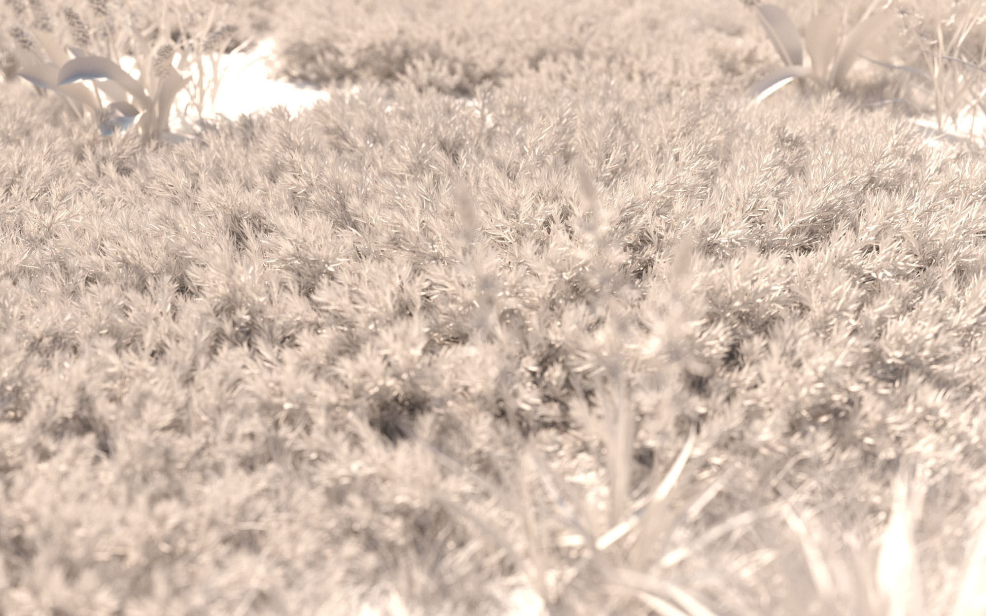 Shrub collection - Include GrowFX and Mesh file  3D model_6