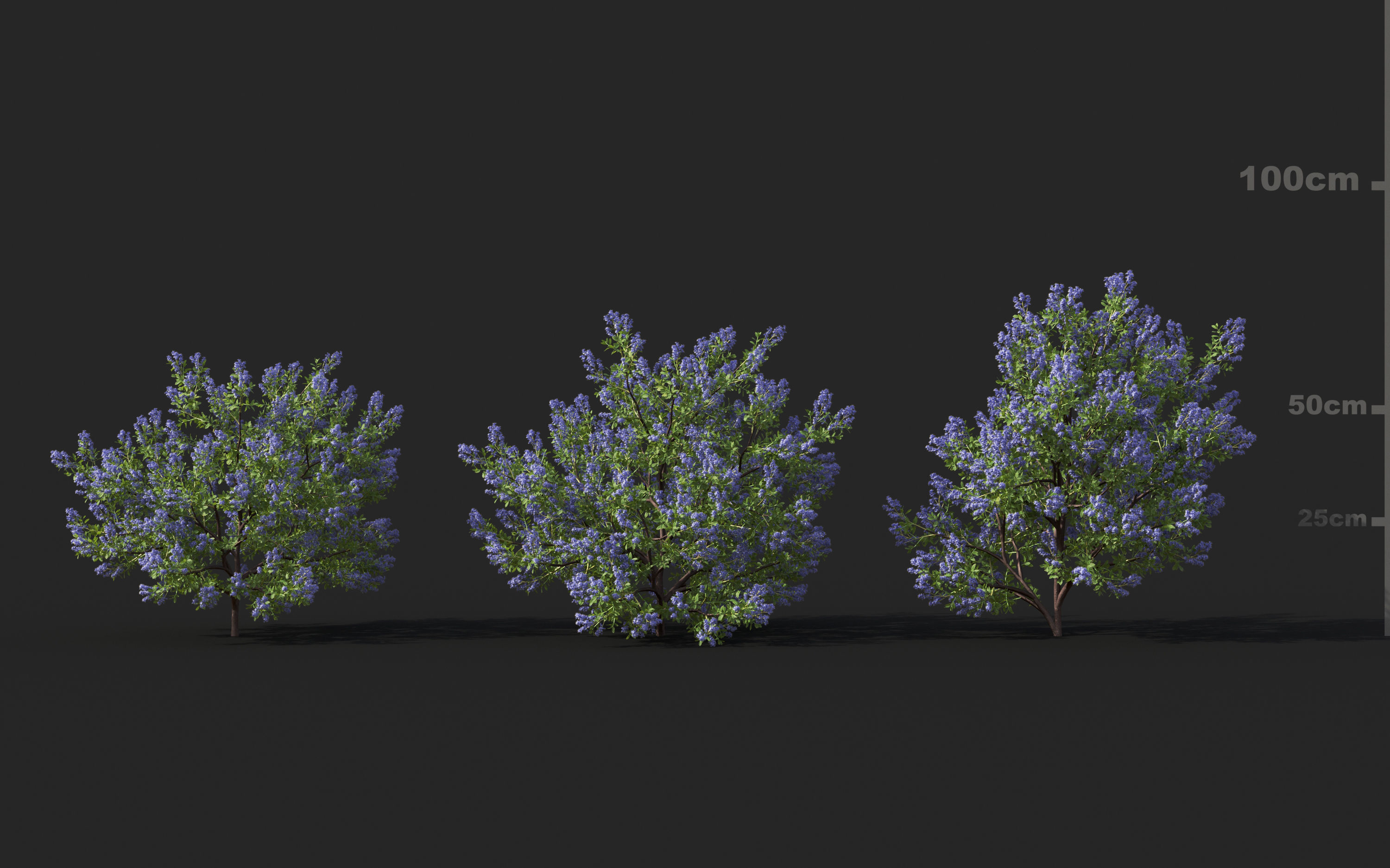 Shrub collection - Include GrowFX and Mesh file  3D model_24