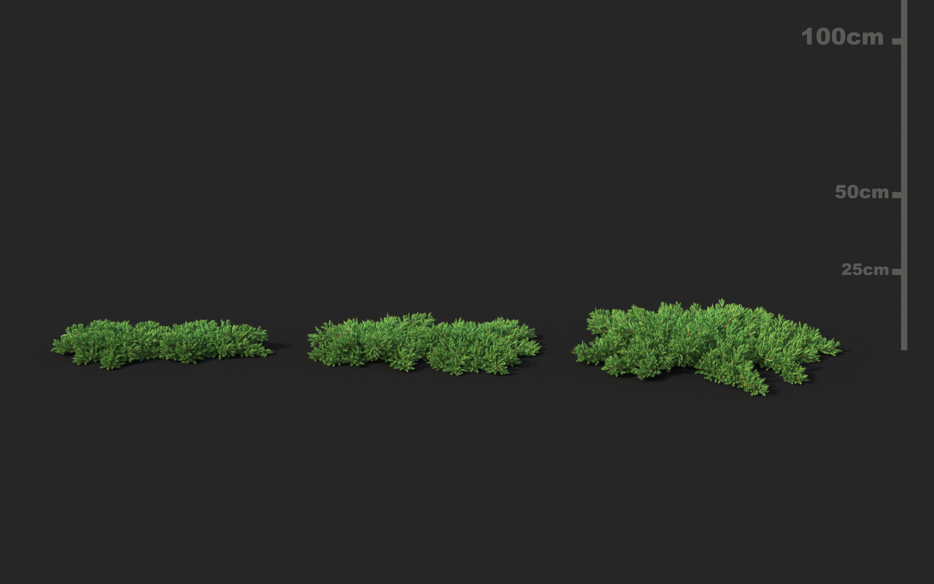 Shrub collection - Include GrowFX and Mesh file  3D model_20