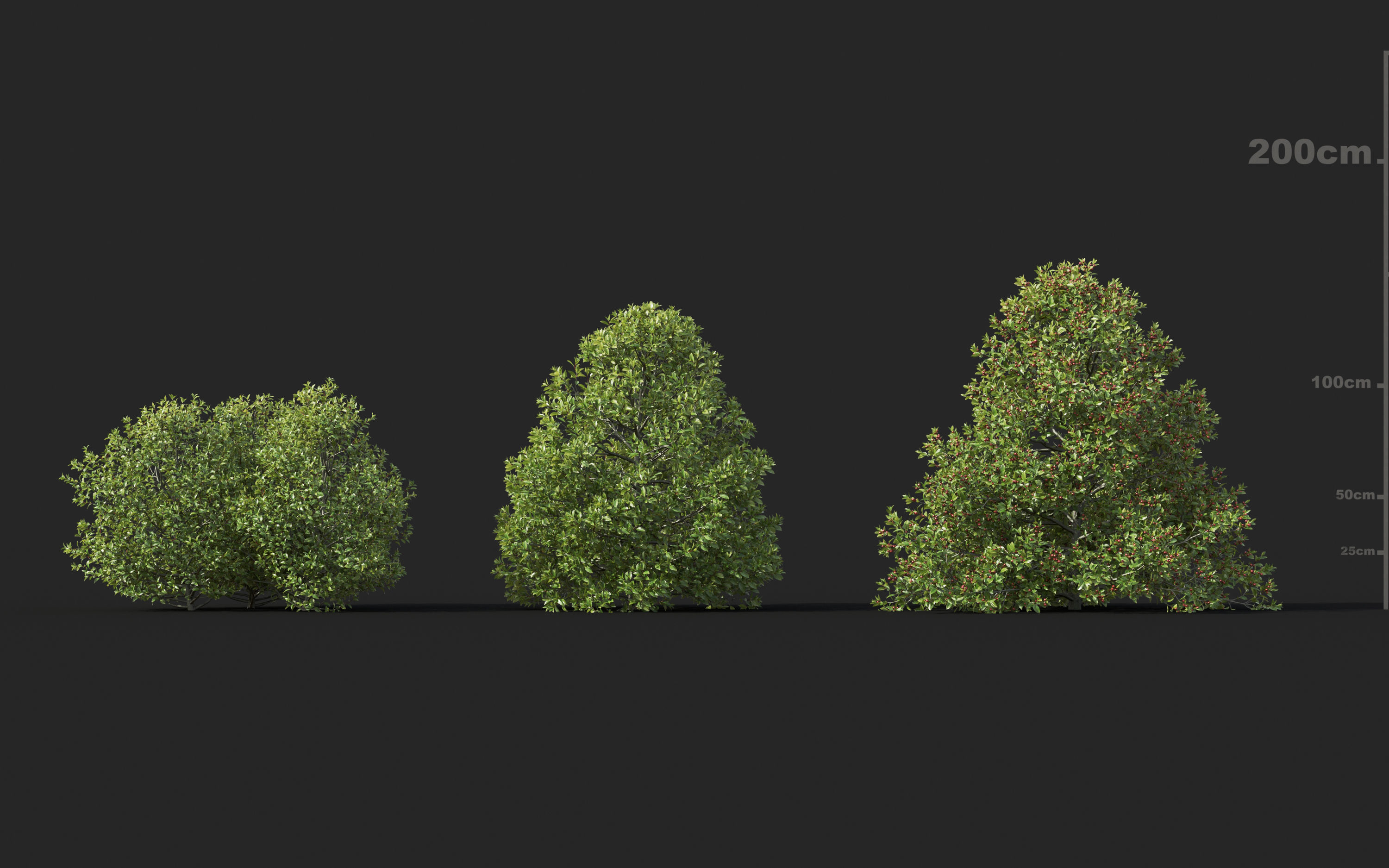 Shrub collection - Include GrowFX and Mesh file  3D model_26
