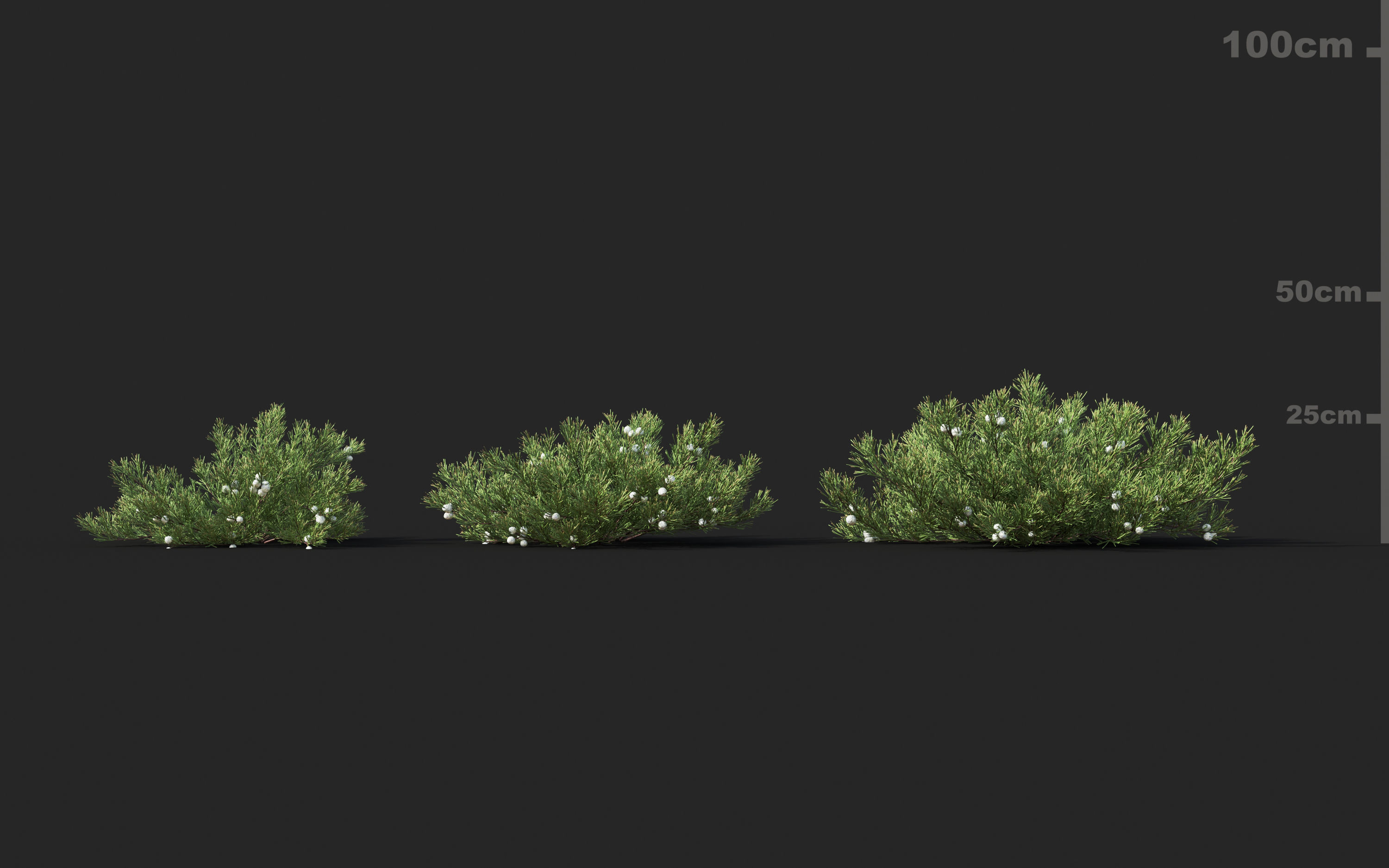 Shrub collection - Include GrowFX and Mesh file  3D model_12