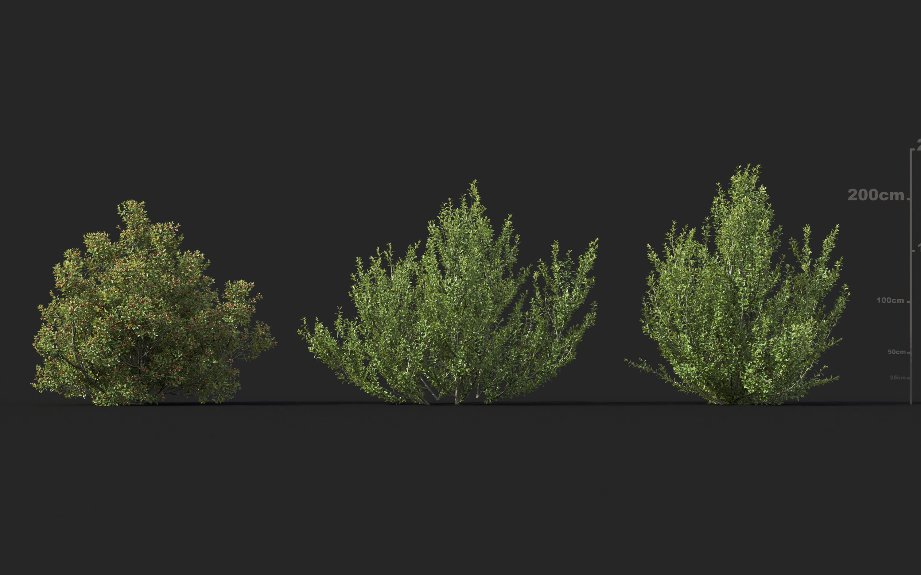 Shrub collection - Include GrowFX and Mesh file  3D model_27