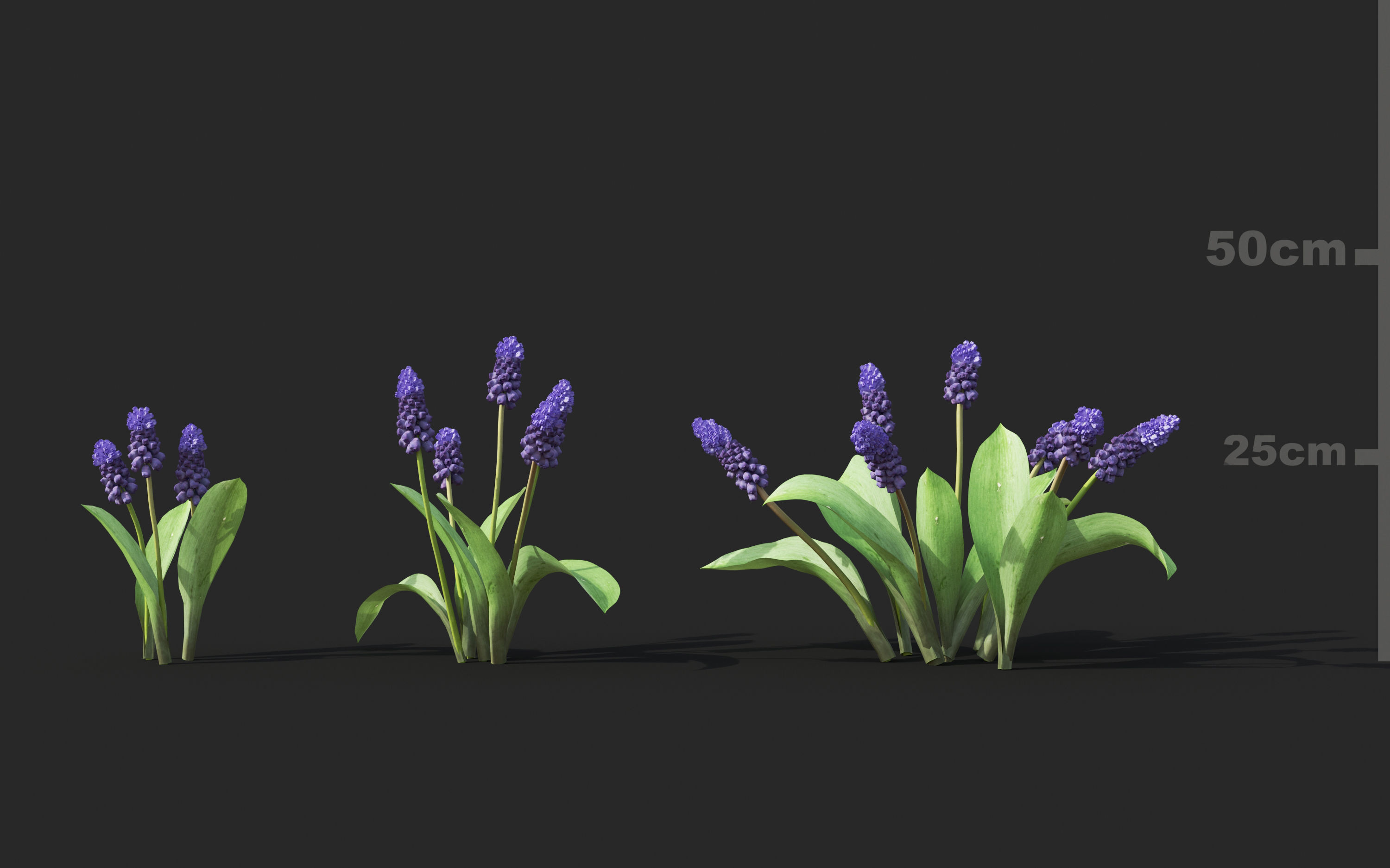 Shrub collection - Include GrowFX and Mesh file  3D model_16