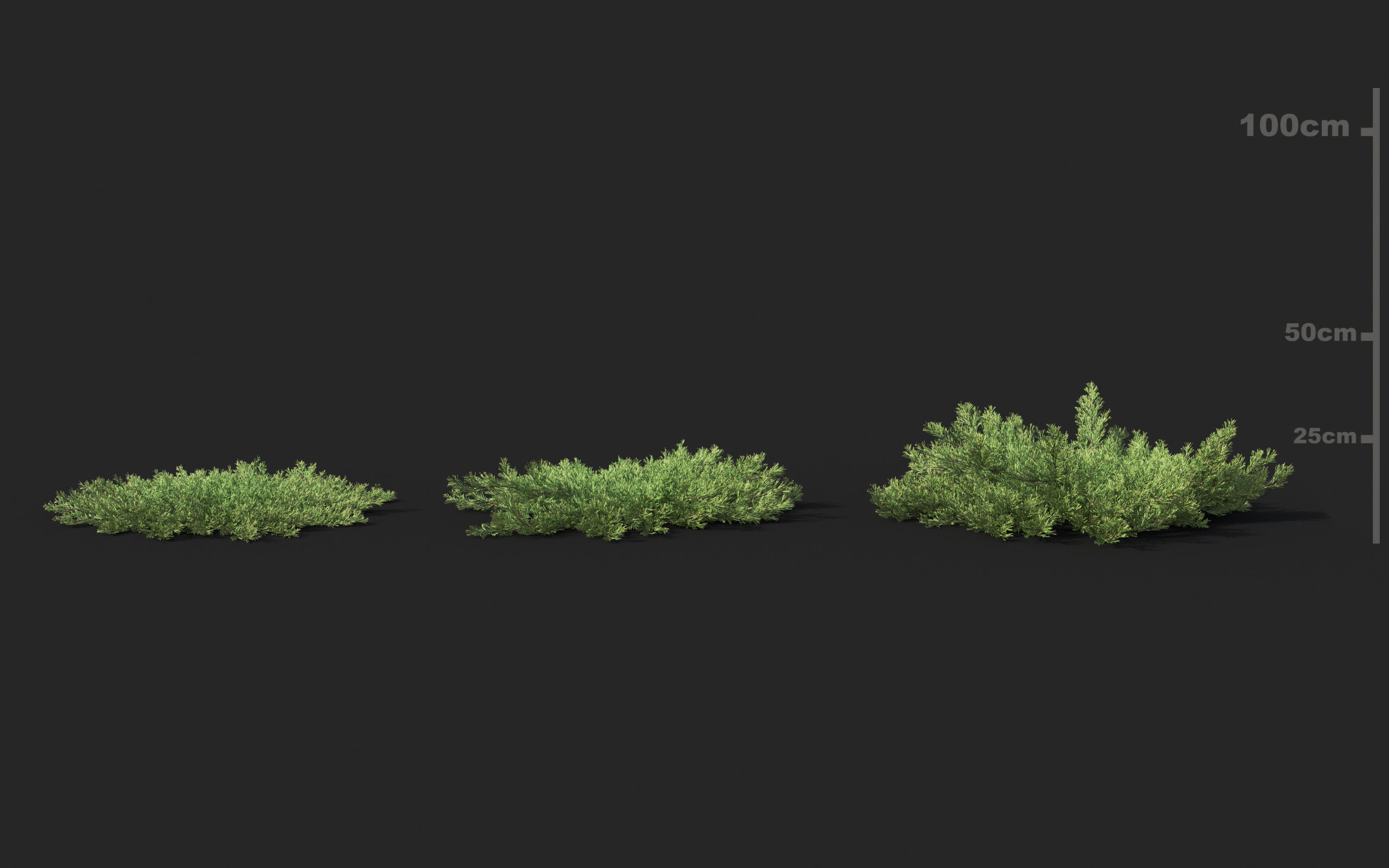 Shrub collection - Include GrowFX and Mesh file  3D model_13