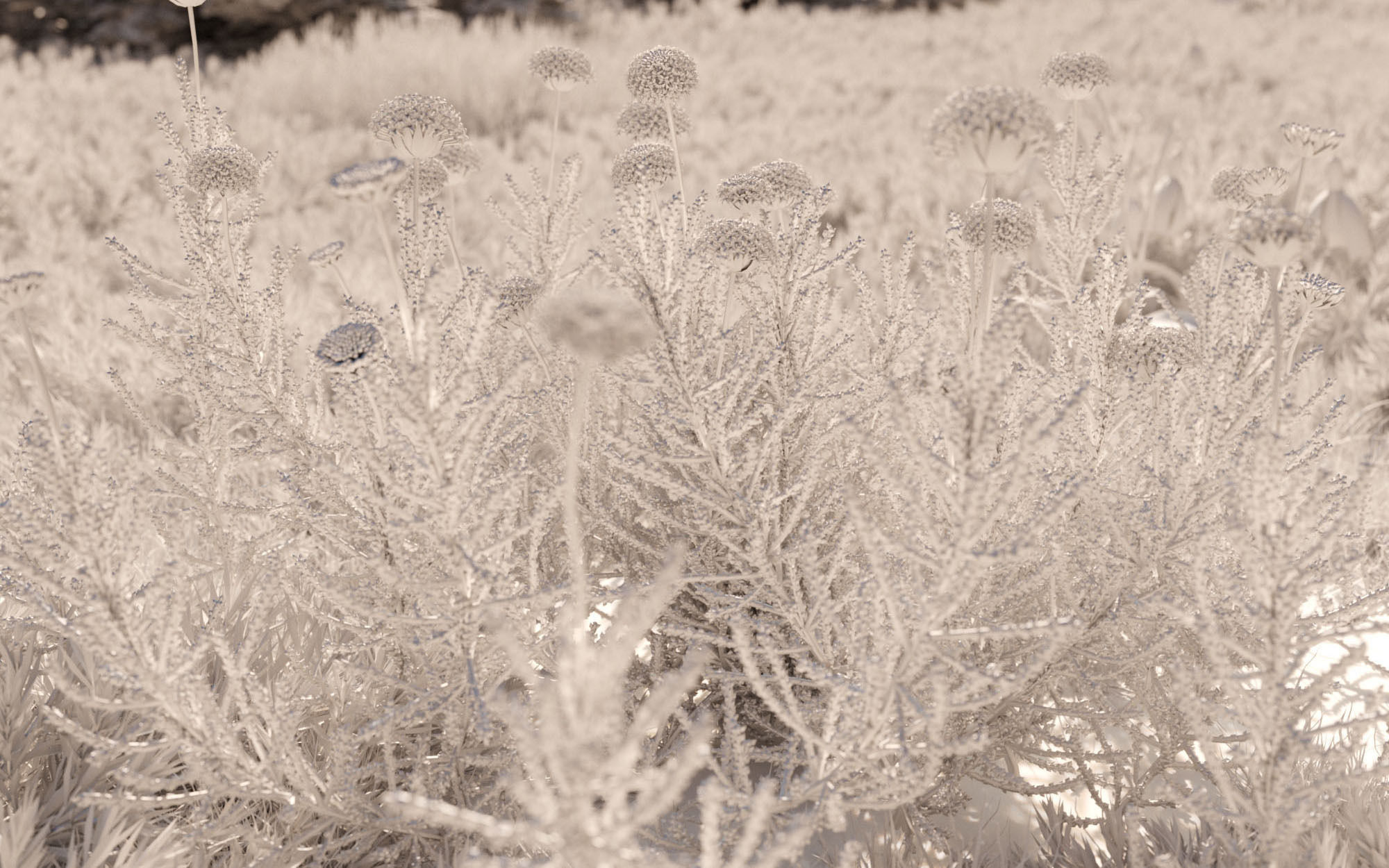 Shrub collection - Include GrowFX and Mesh file  3D model_7