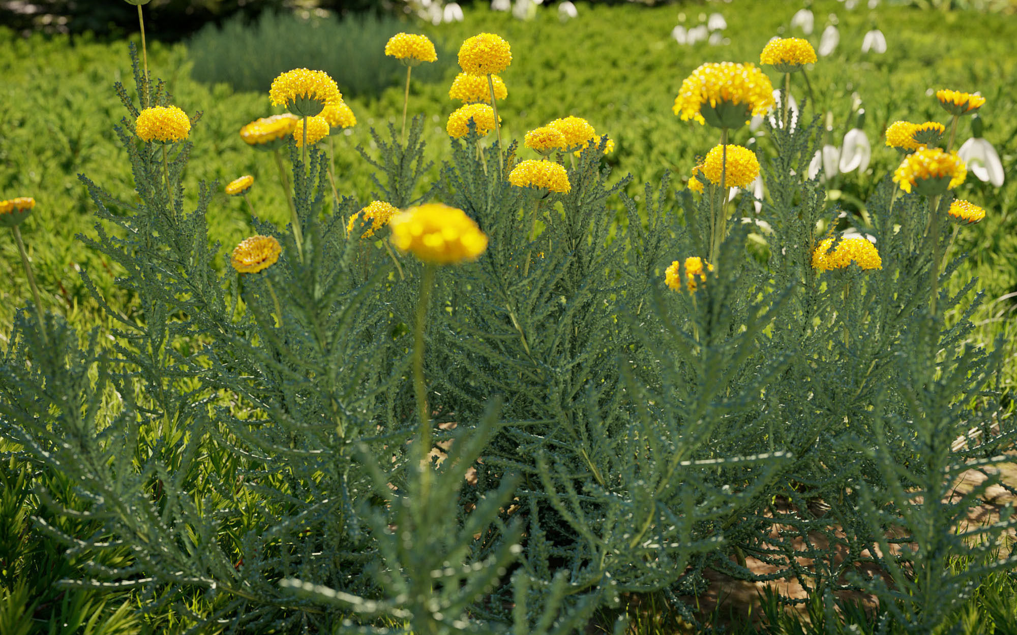 Shrub collection - Include GrowFX and Mesh file  3D model_3