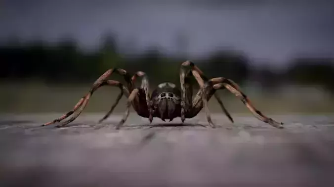 Spider Low-poly 3D model
