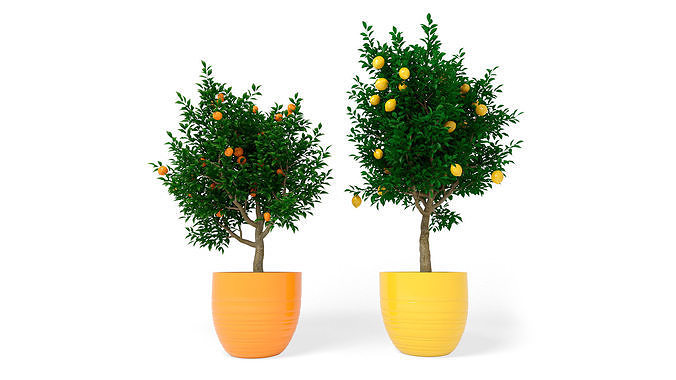 Citrus 3D model