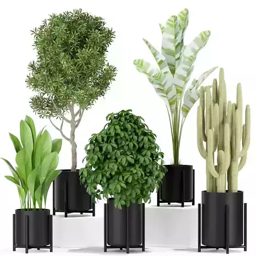 Plants collection 420