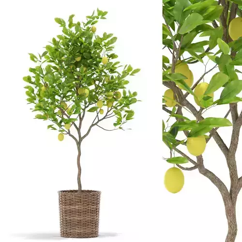 Plants collection 421