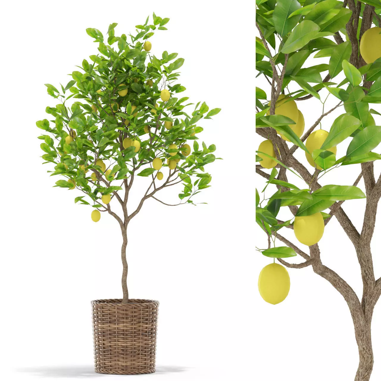 Plants collection 421 3D model